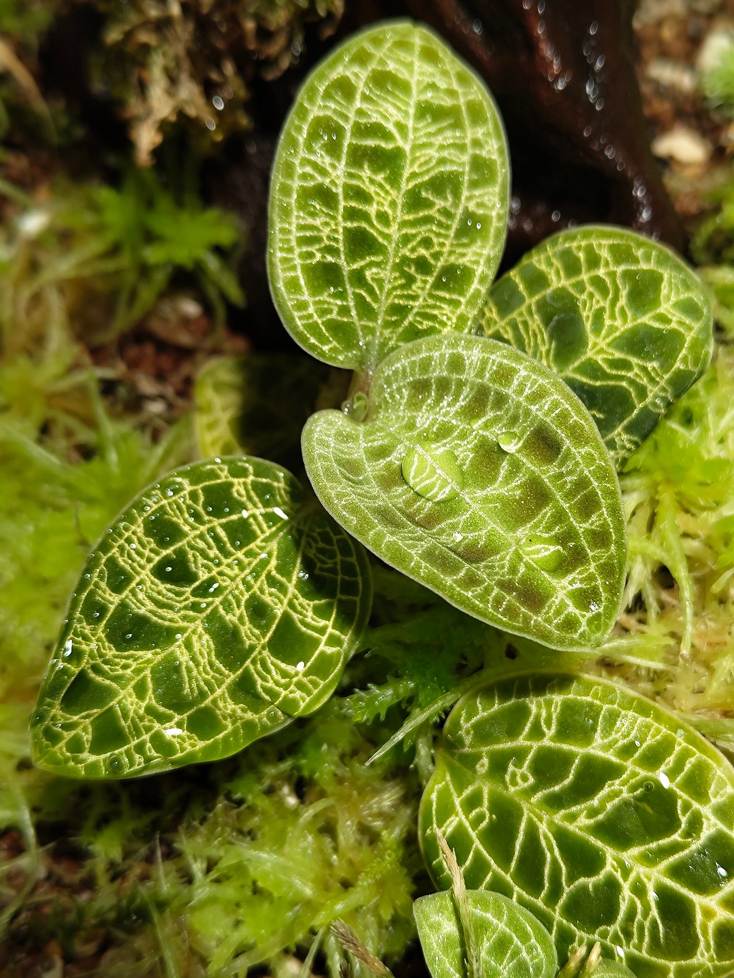 観葉植物
ジュエルオーキッド