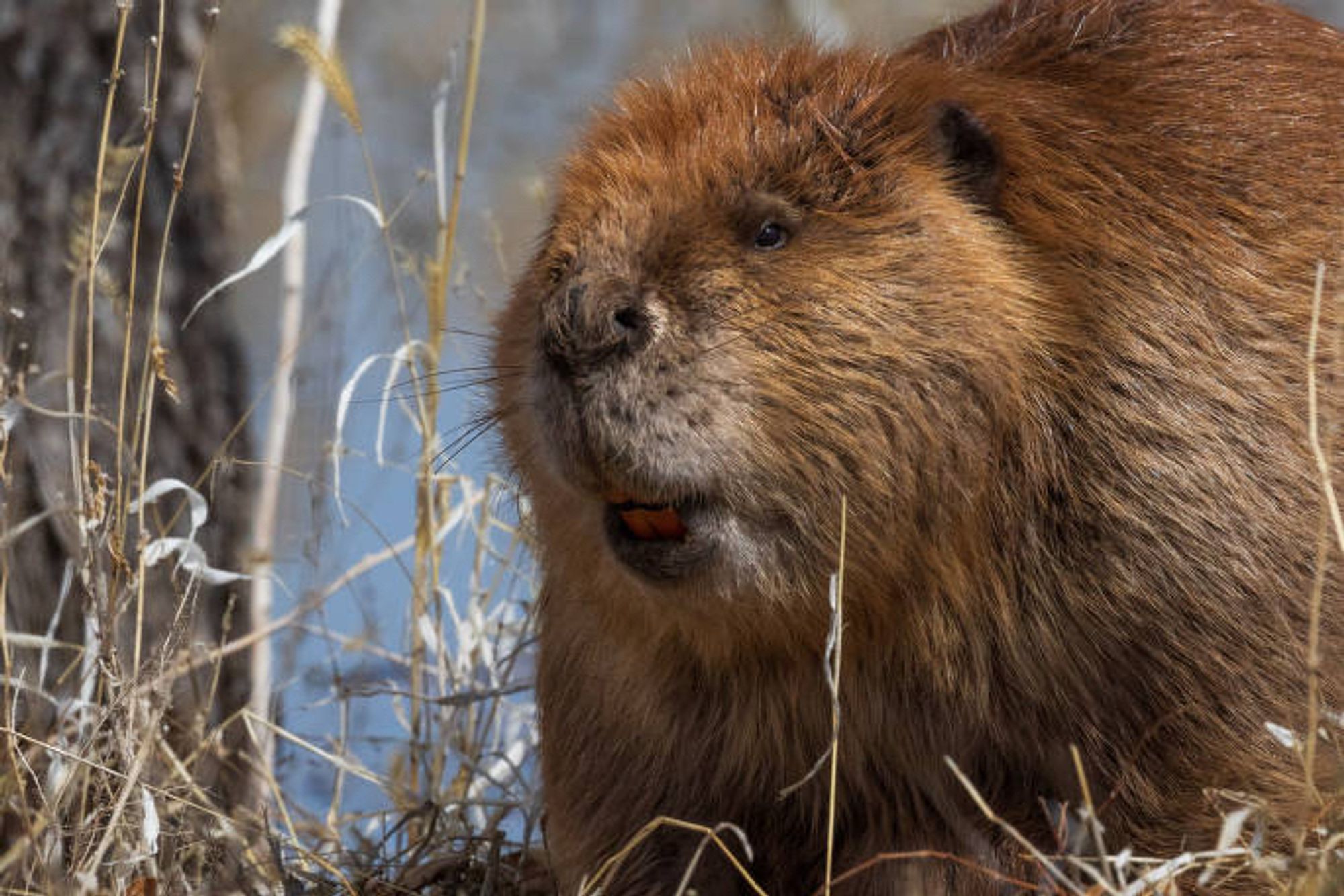 Photo of a beaver thanks to the USFWS