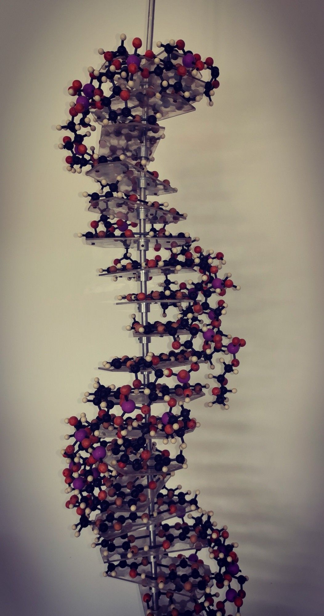 DNA Modell