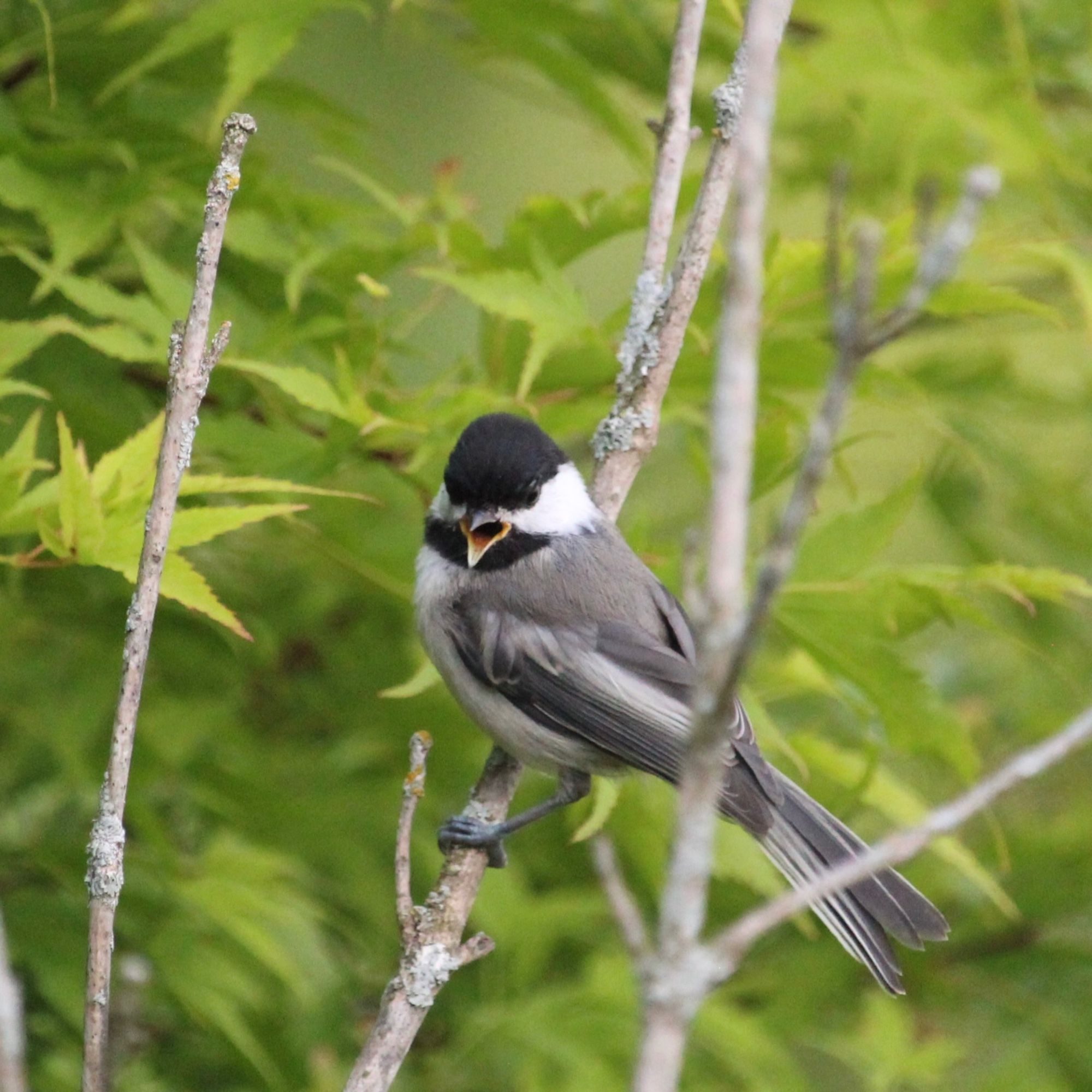 Image is a small grey-feathered bird with a black-and-white head standing on a branch. His beak is open, giving him a scolding look.