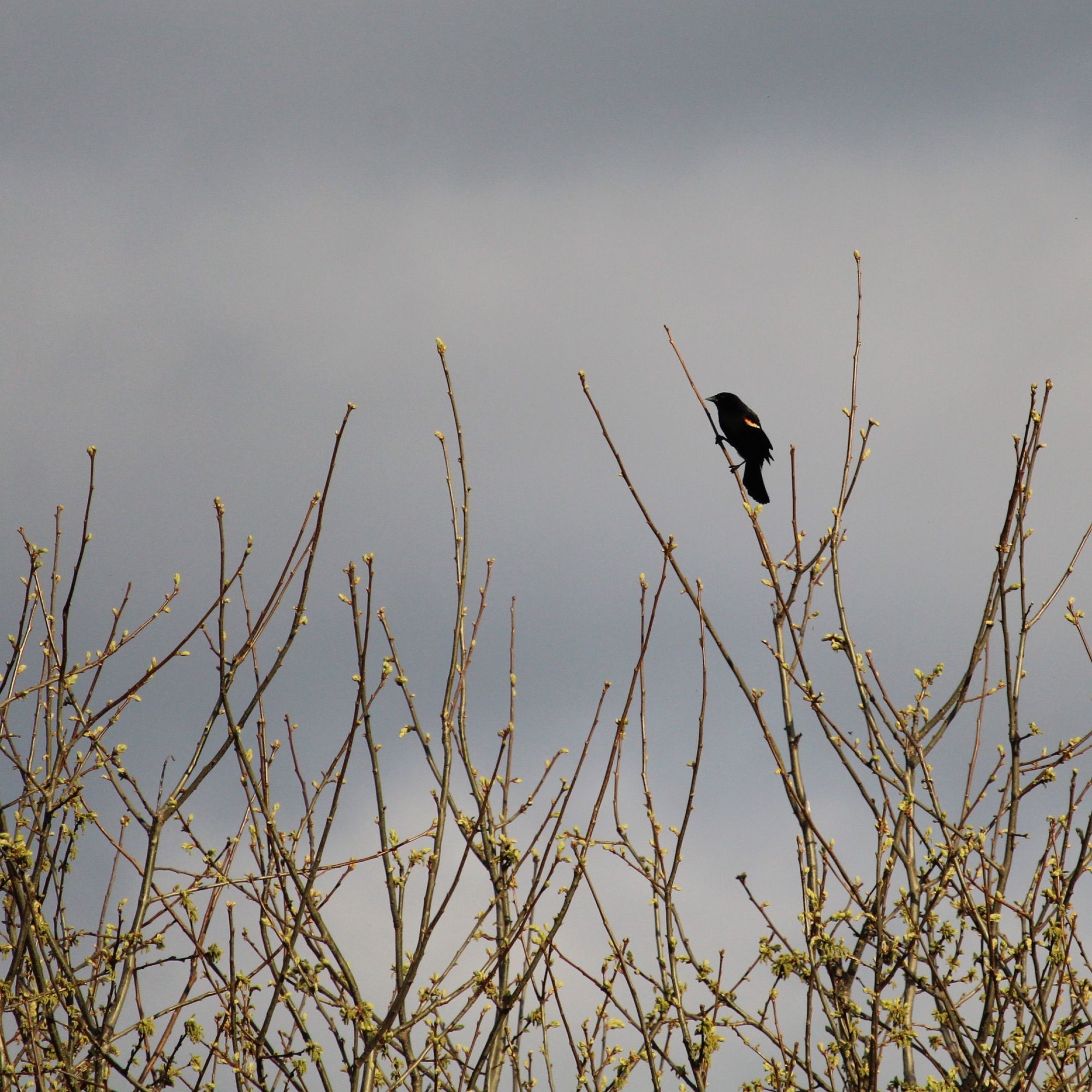 In front of grey, cloudy skies, a red-winged blackbird perches on a branch near the top of a tree whose leaves haven’t unfurled yet and are tight little yellow buds.