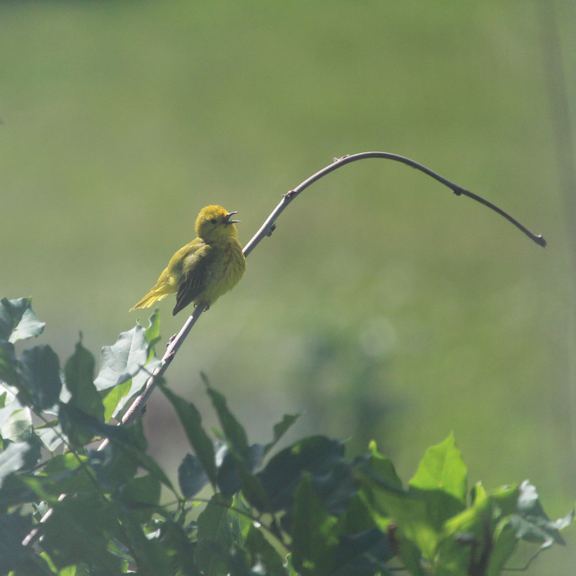 Image is a small yellow bird sitting on a long, curving branch against a blurry green background of lawn.