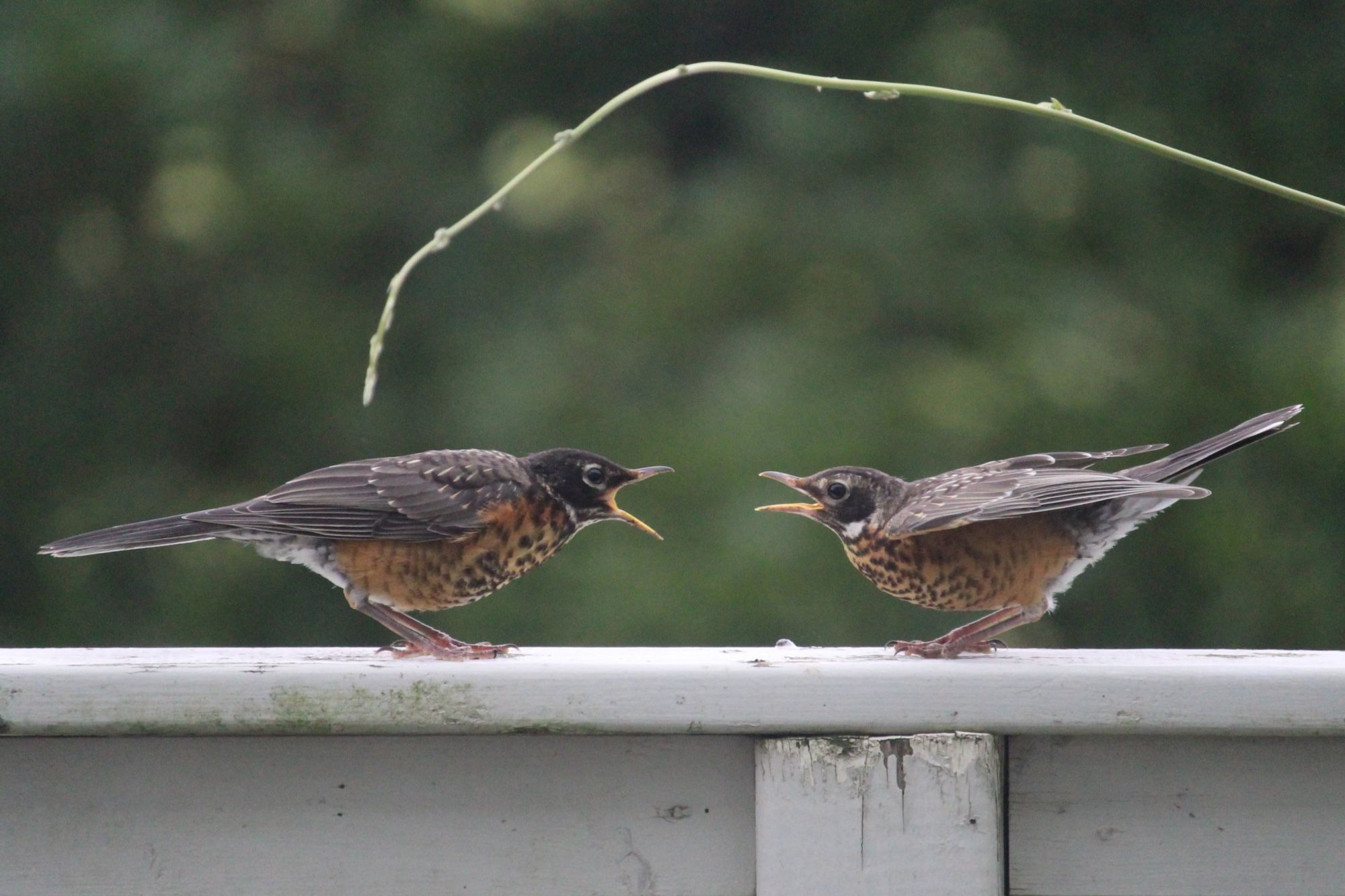 Image is of two American Robins facing each other on a cream-coloured deck railing. Their beaks are open, squawking angrily.