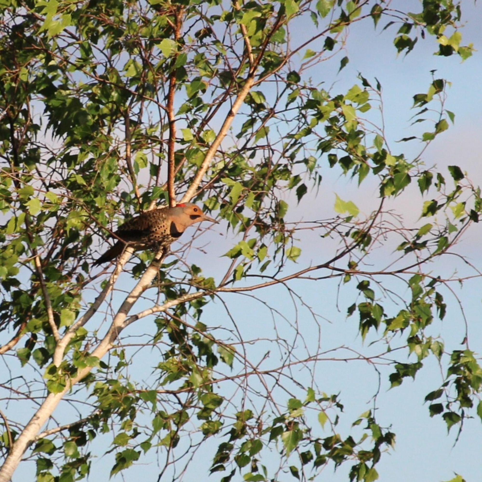 Image is a Northern Flicker, with a red patch on the back of his head, a black patch on his chest and another black patch across his cheek.