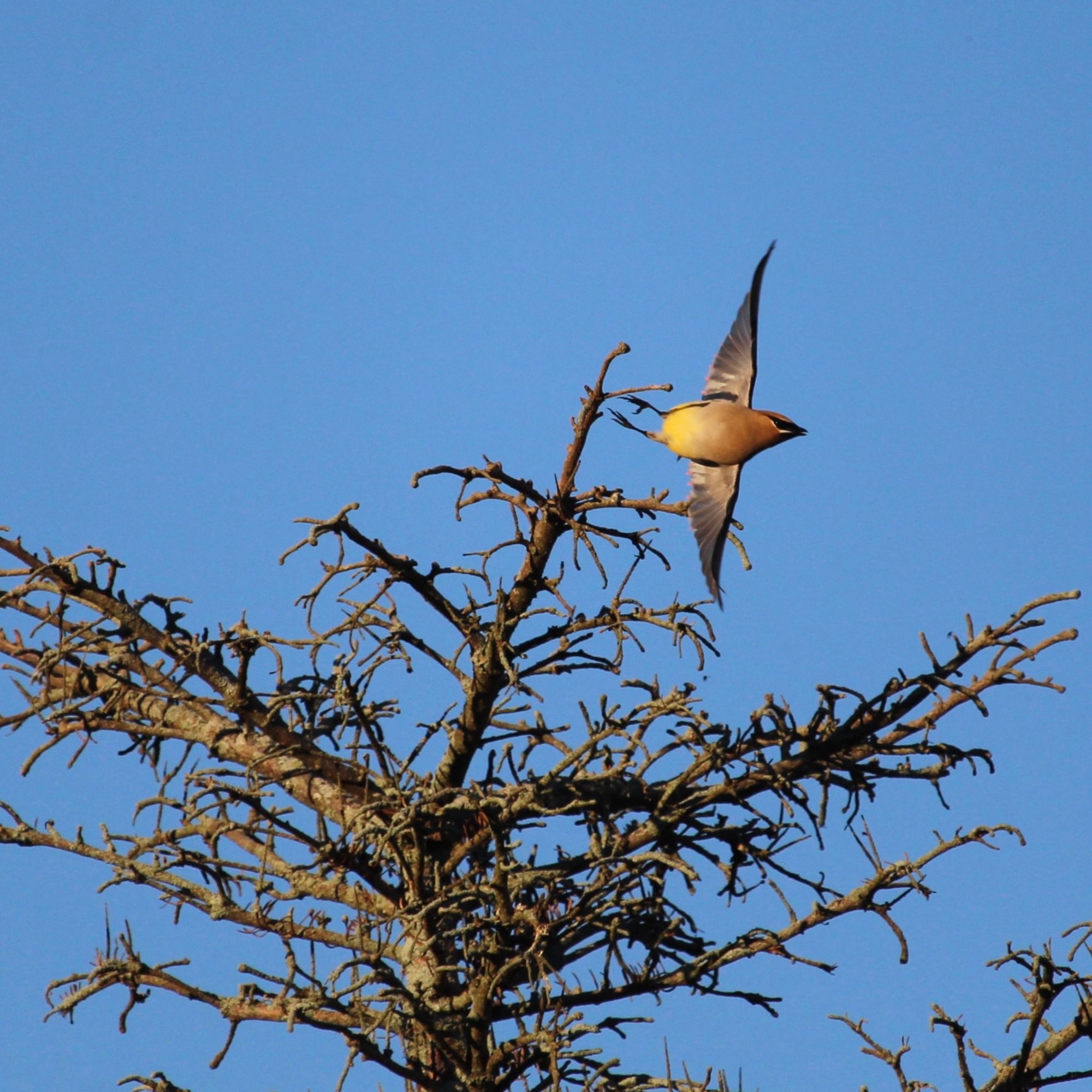 Image is a Cedar Waxwing pushing off from the top of a dead spruce tree. Its brown and yellow belly is facing the camera and its wings are outstretched against a bright blue sky.