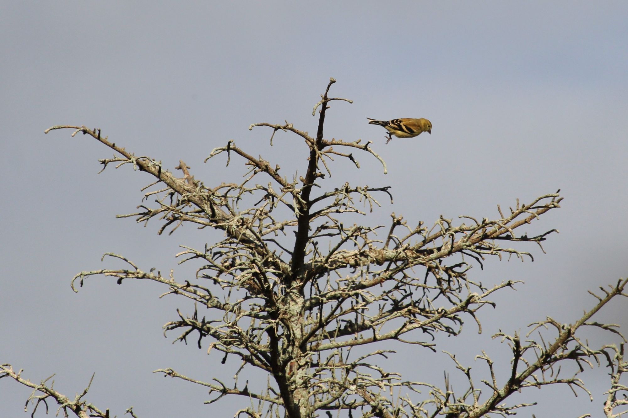 A small, olive-coloured bird with black and white wing stripes hops off a branch at the very top of a dead spruce tree, against a greyish sky.