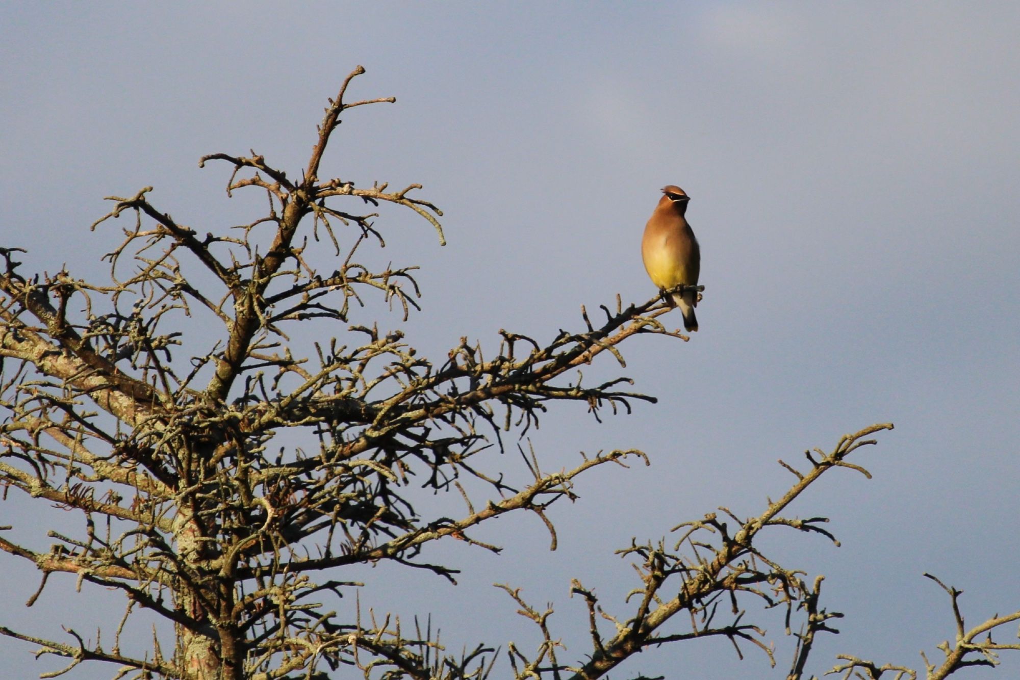 A tan and yellow cedar waxwing sits on the very end of a branch near the top of a dead tree.