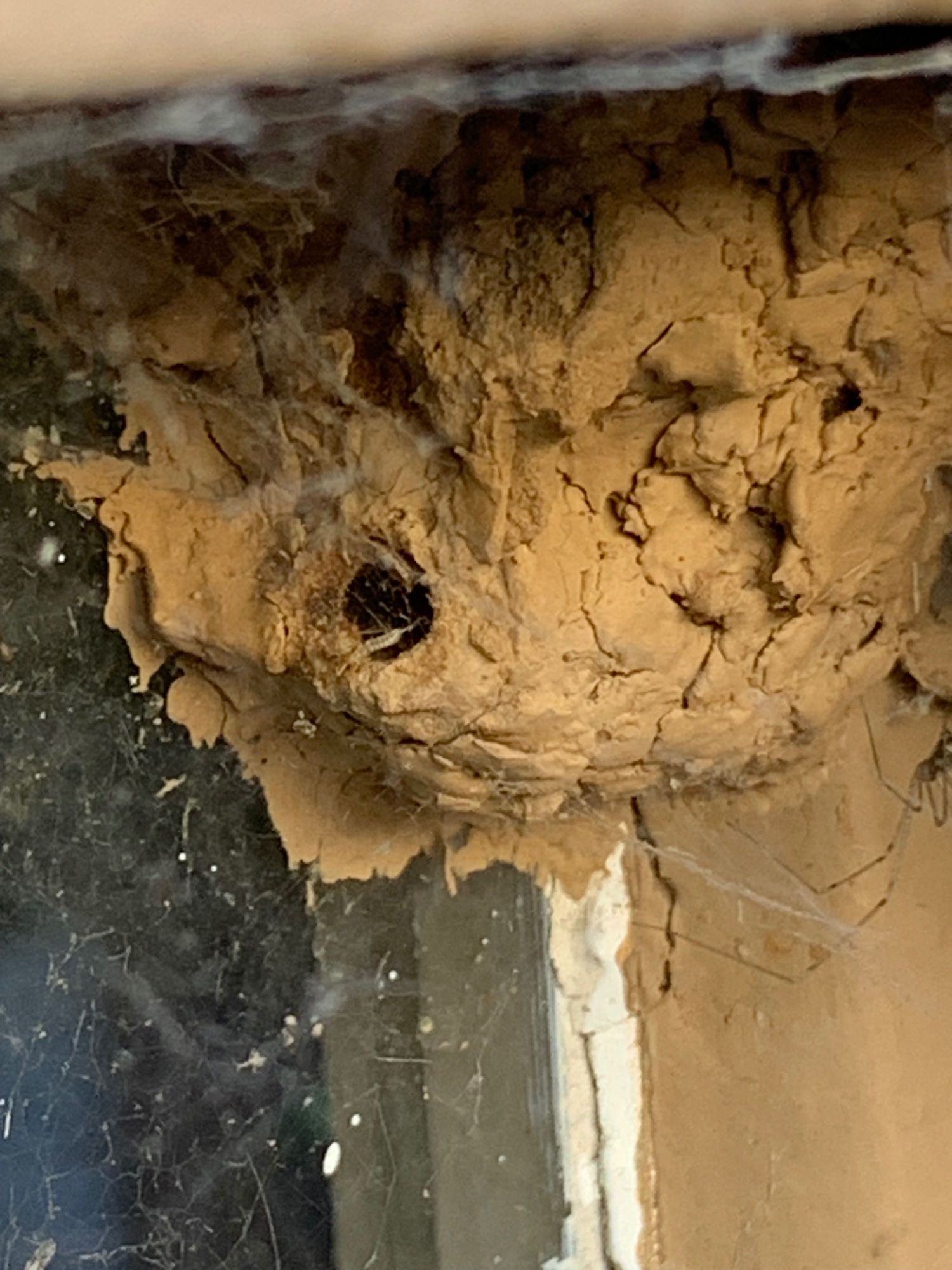 An abandoned mud nest with a single hole is seen in the photo. The nest is semicircular, brown, and has a single entry point. The next is covered with webs and a brown spider is just visible on the right of the photo. The next is next to a window.