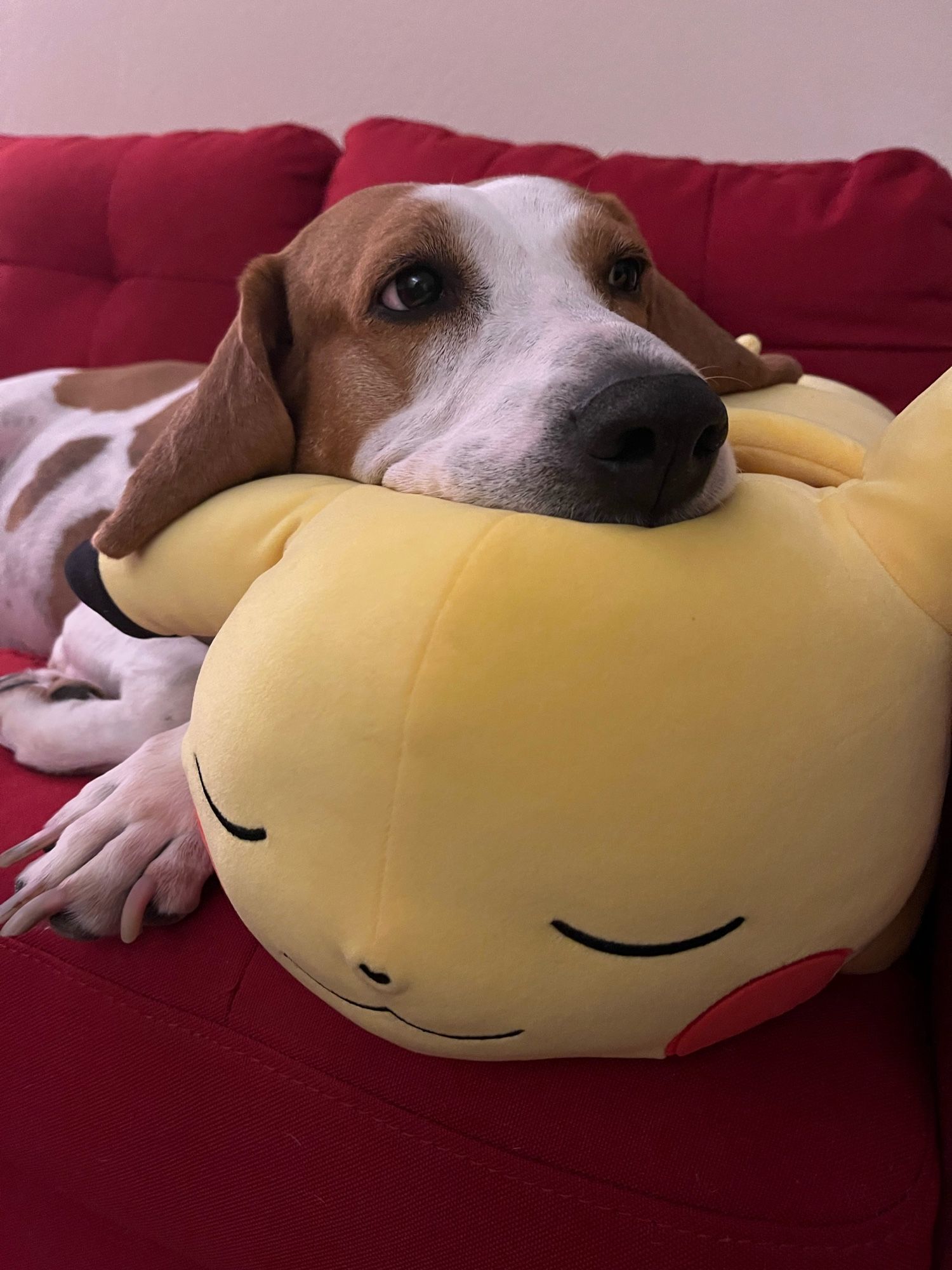 Pancake the Dog, white dog with brown spots, resting on a big squishy Pikachu