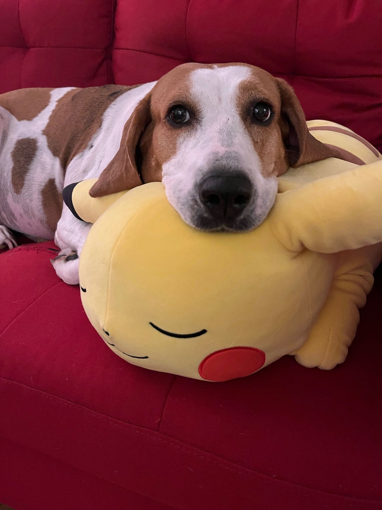 Pancake the Dog, white dog with brown spots, looking very cozy on a big squishy Pikachu