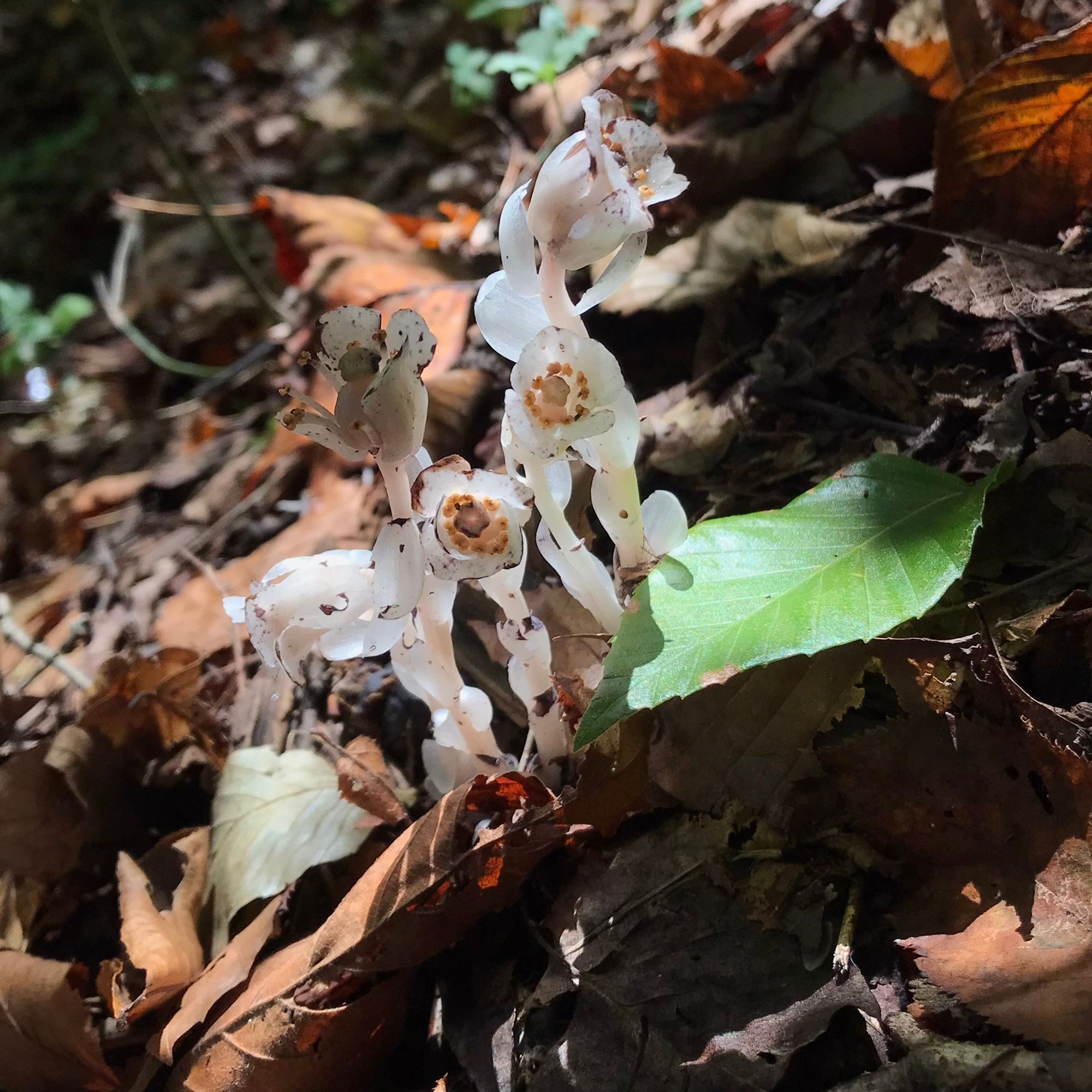 A cluster of five Ghost Pipe plants. You can see inside a couple of the flowers.