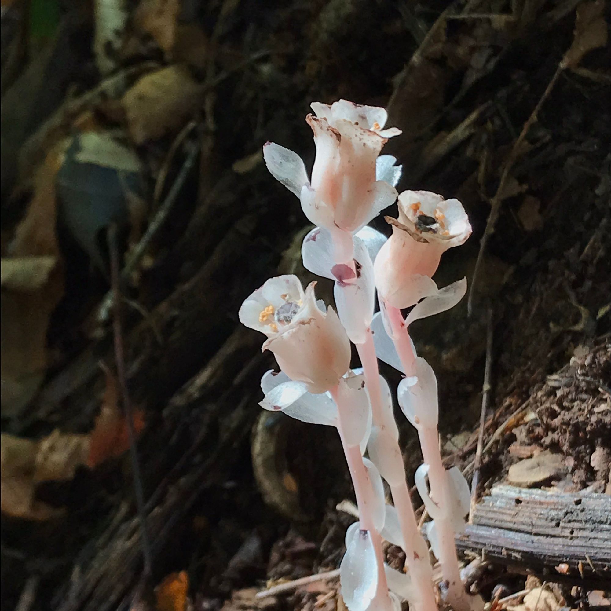 Three Ghost Pipe plants, white with pinkish tinge. Each plant has one flower.