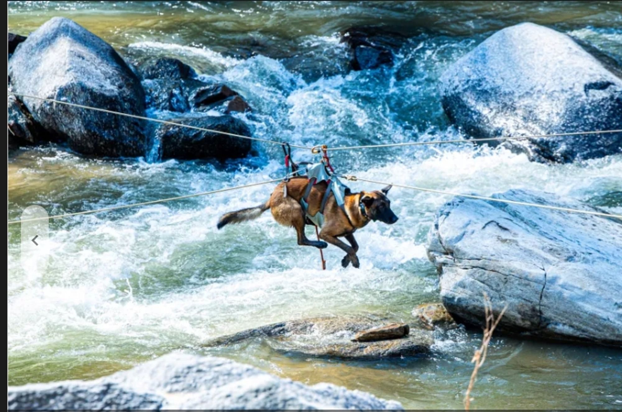 A rescue dog crosses a river via zip line. K9 Kira is from the Virginia Dept. of Emergency Management and is helping with search/rescue in Western NC. 