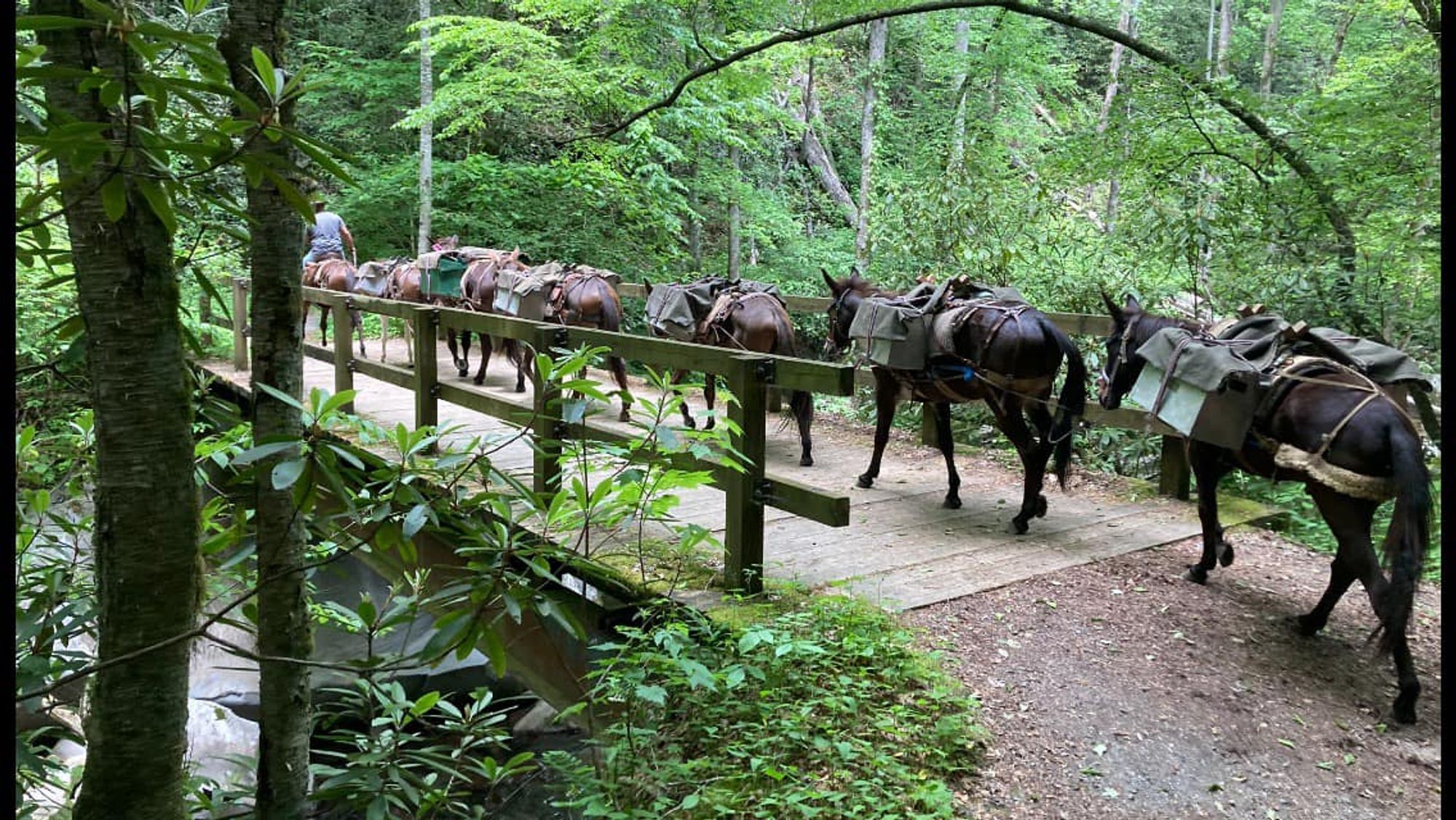 A string of mules crossing a footbridge over a river in the NC mountains. They are carrying supplies to victims of Hurricane Helene.