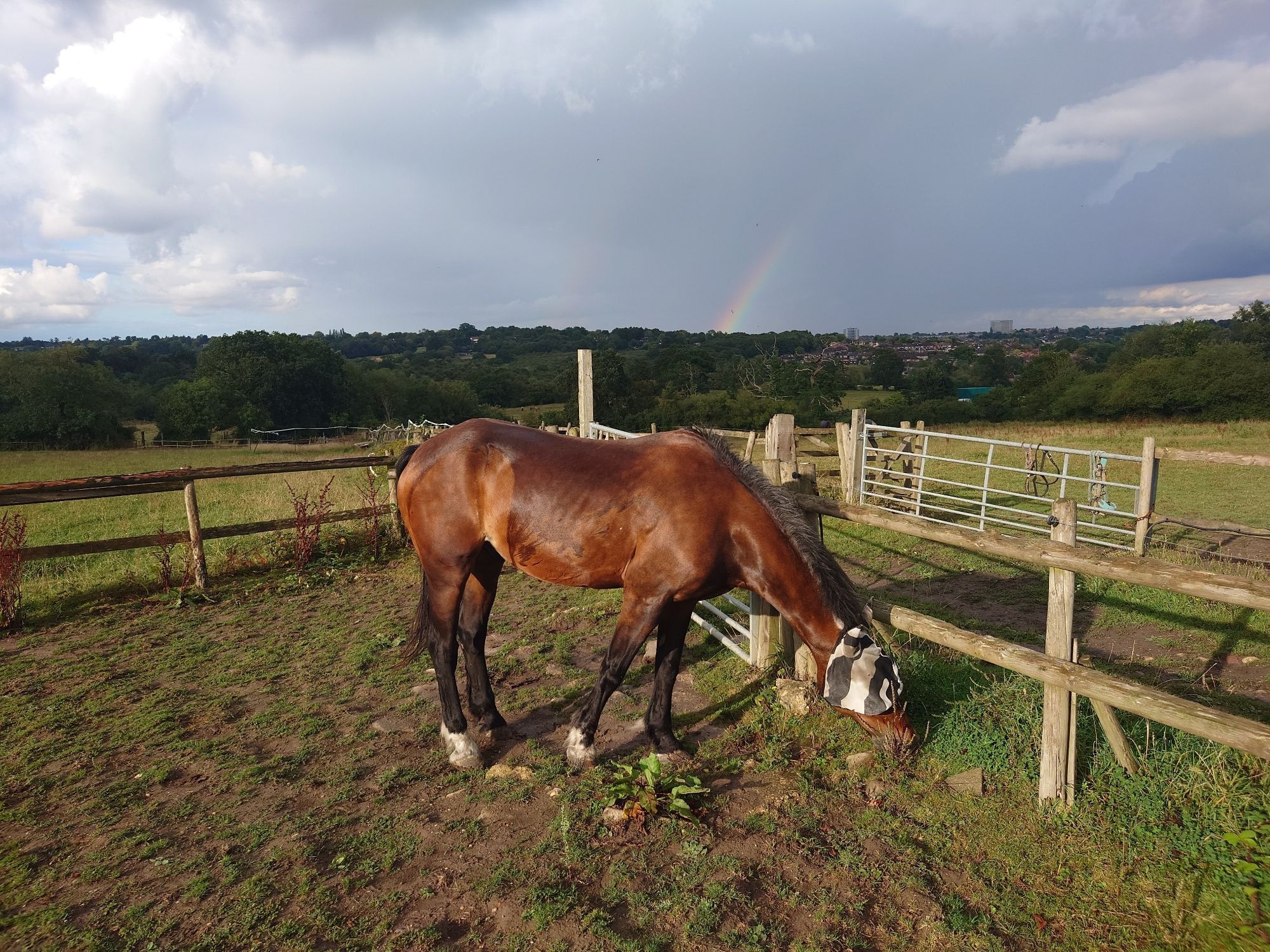 A horse in a fly mask grazes in a nibbled-down paddock, ignoring a feint rainbow.