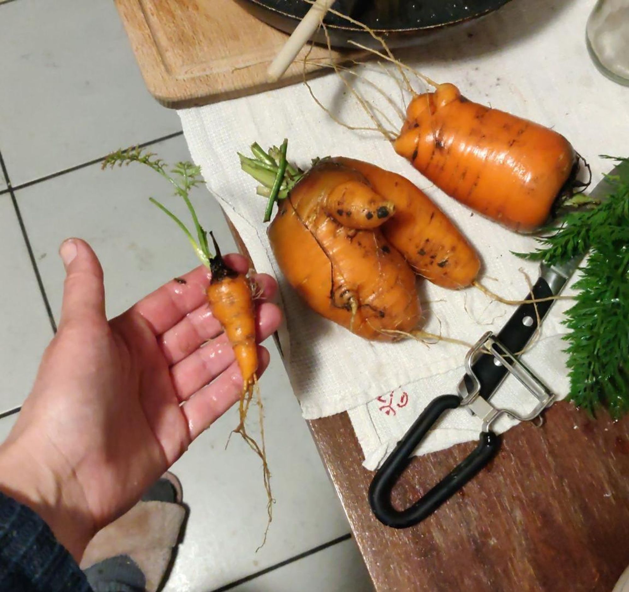 Auf einem Küchentisch liegen zwei dicke frisch geerntete Möhren. Eine davon sieht aus wie zwei Oberschenkel mit einem Penis. Links daneben hält meine Hand eine ganz kleine normal geformte Möhre neben die beiden dicken Möhren ins Bild.