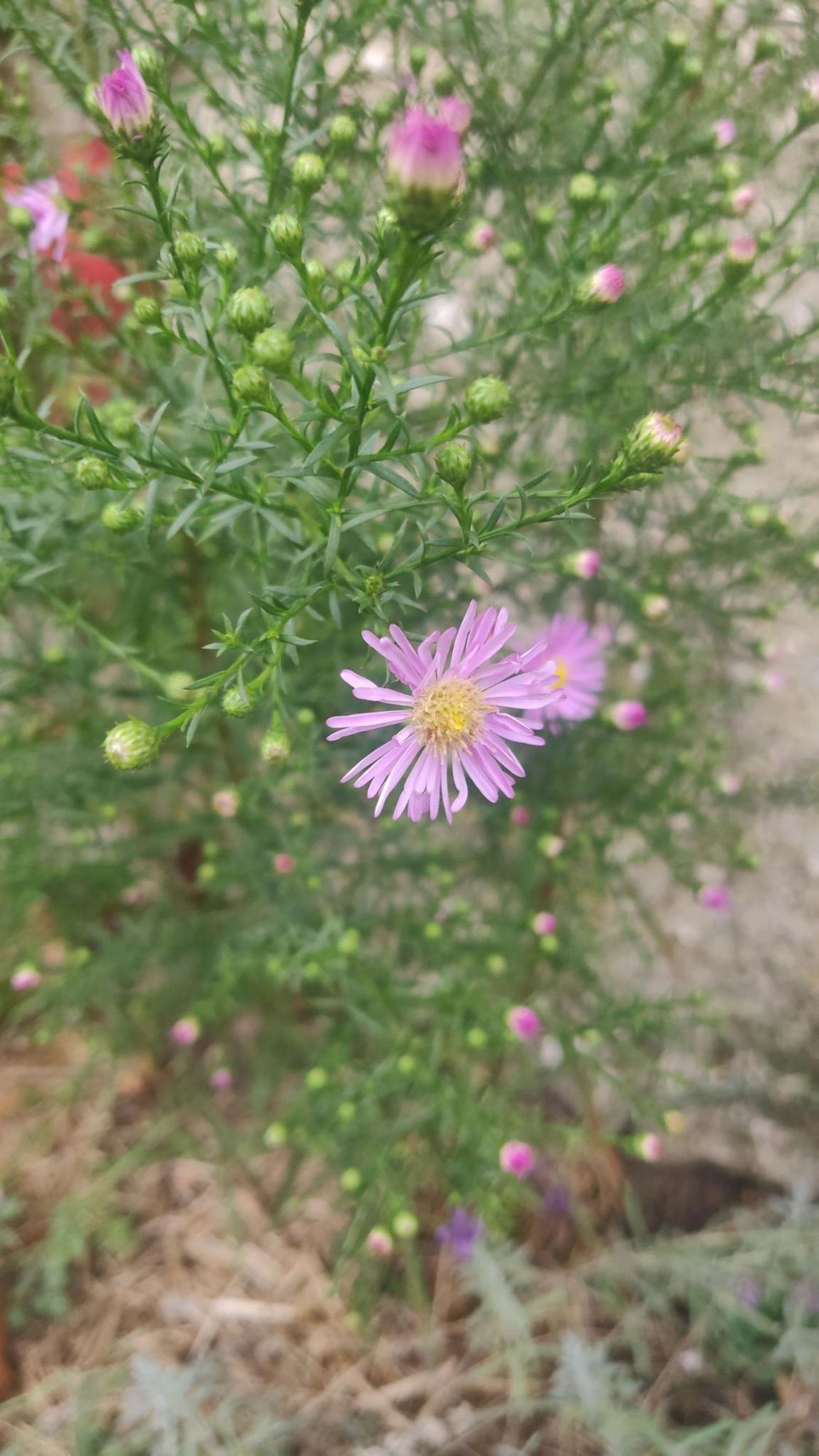 A light violet blooming aster