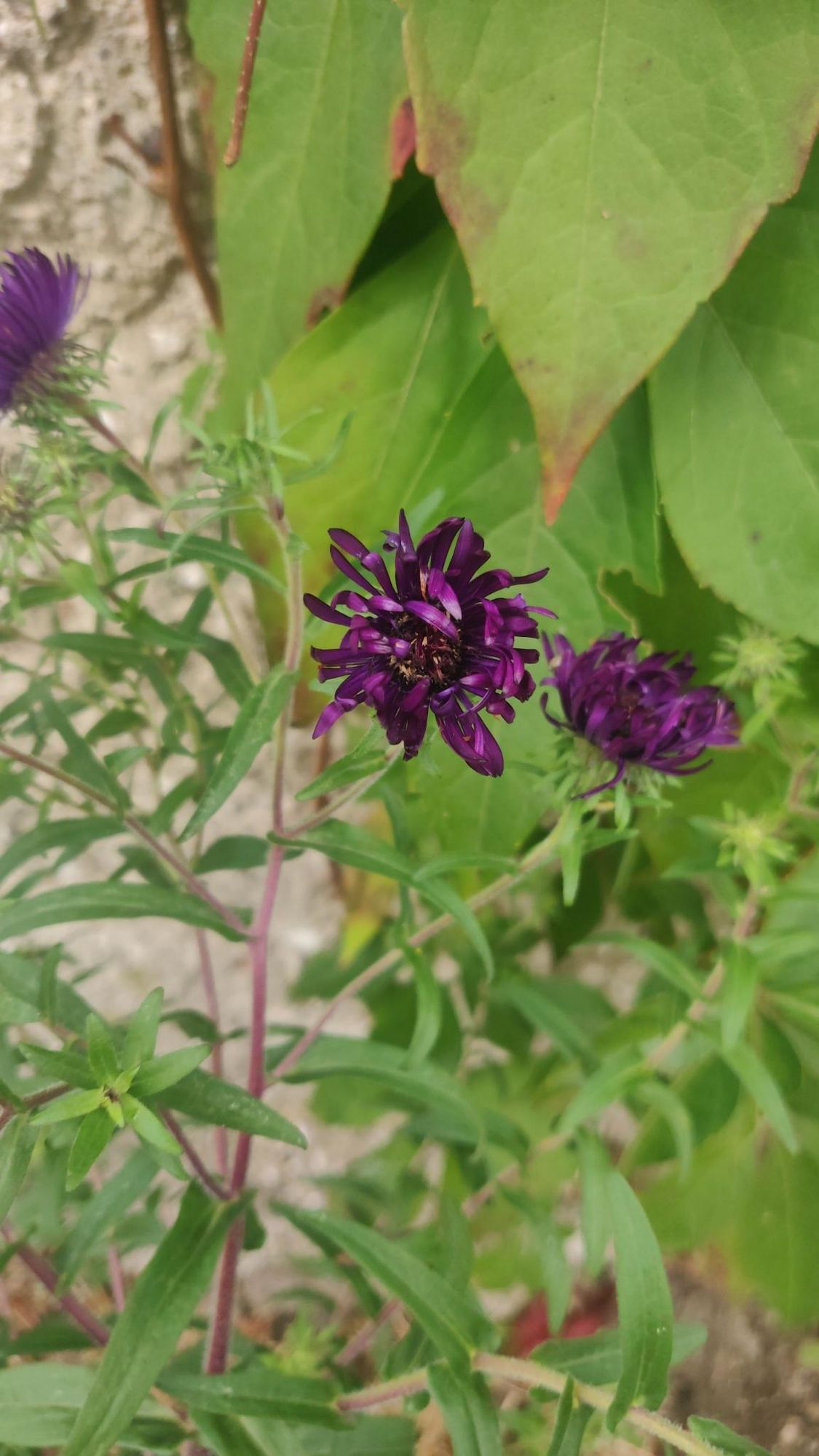 Two dark violet blooming asters