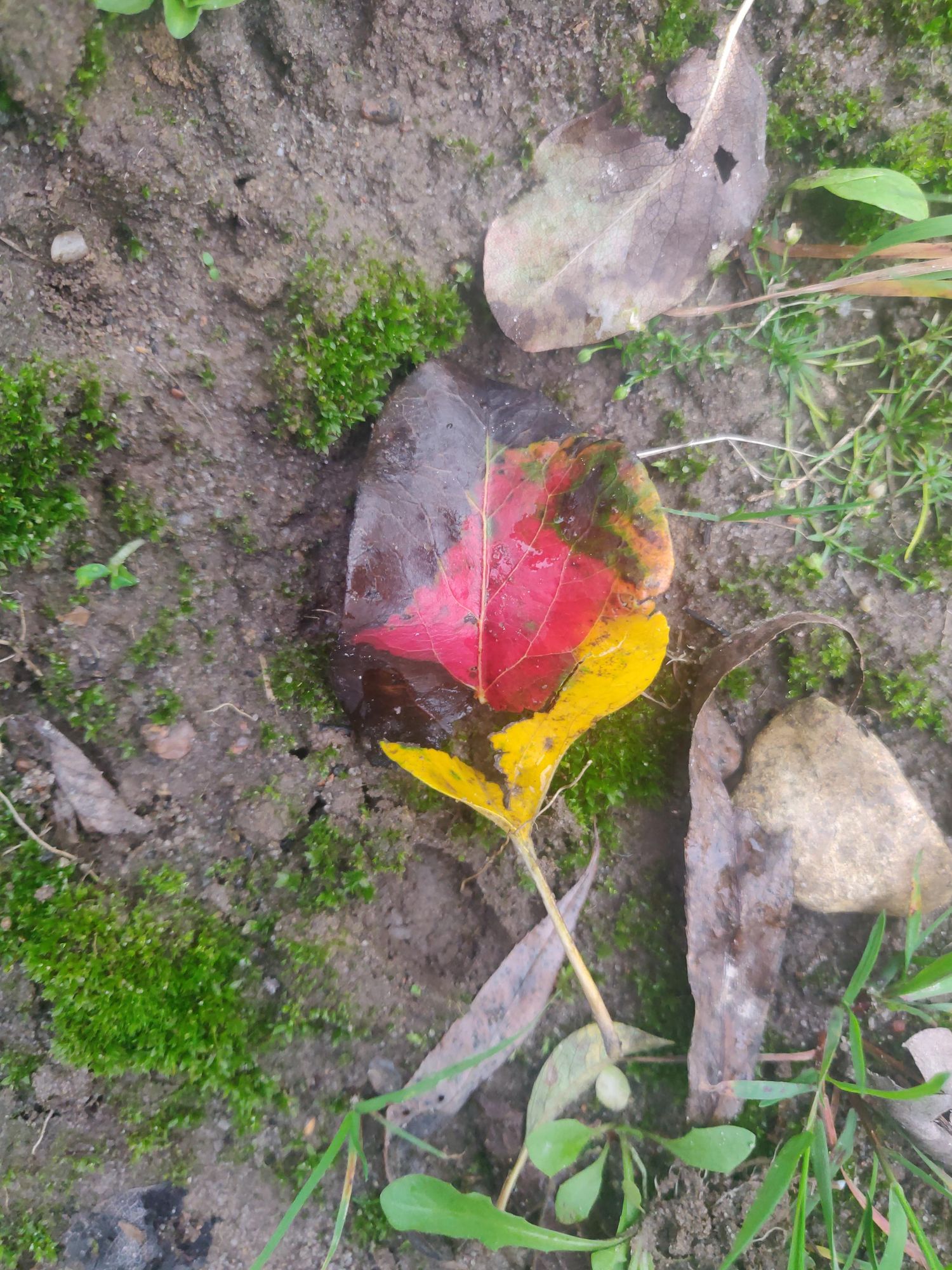 Ein halb verwelktes Herbstblatt liegt in einem Beet. Das besondere: das Blatt ist in einem Teil braun, in einem Teil rot und in einem Teil gelb gefärbt, und erinnert dadurch ein bisschen an die deutsche Flagge.