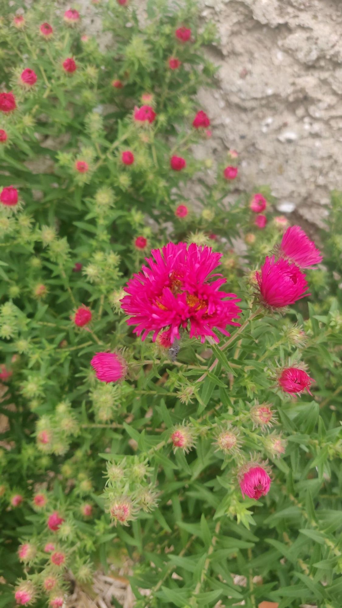 A bunch of bright pink blooming asters