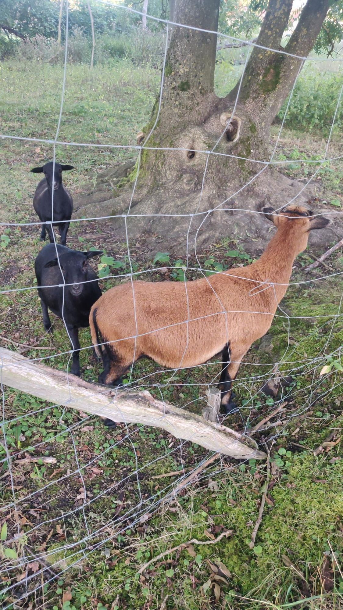 Ein braunes Kamerunschaf steht seitlich zu einem Zaun, es wendet sich von der Kamera ab. Im Hintergrund zwei kleine schwarze Lämmer.