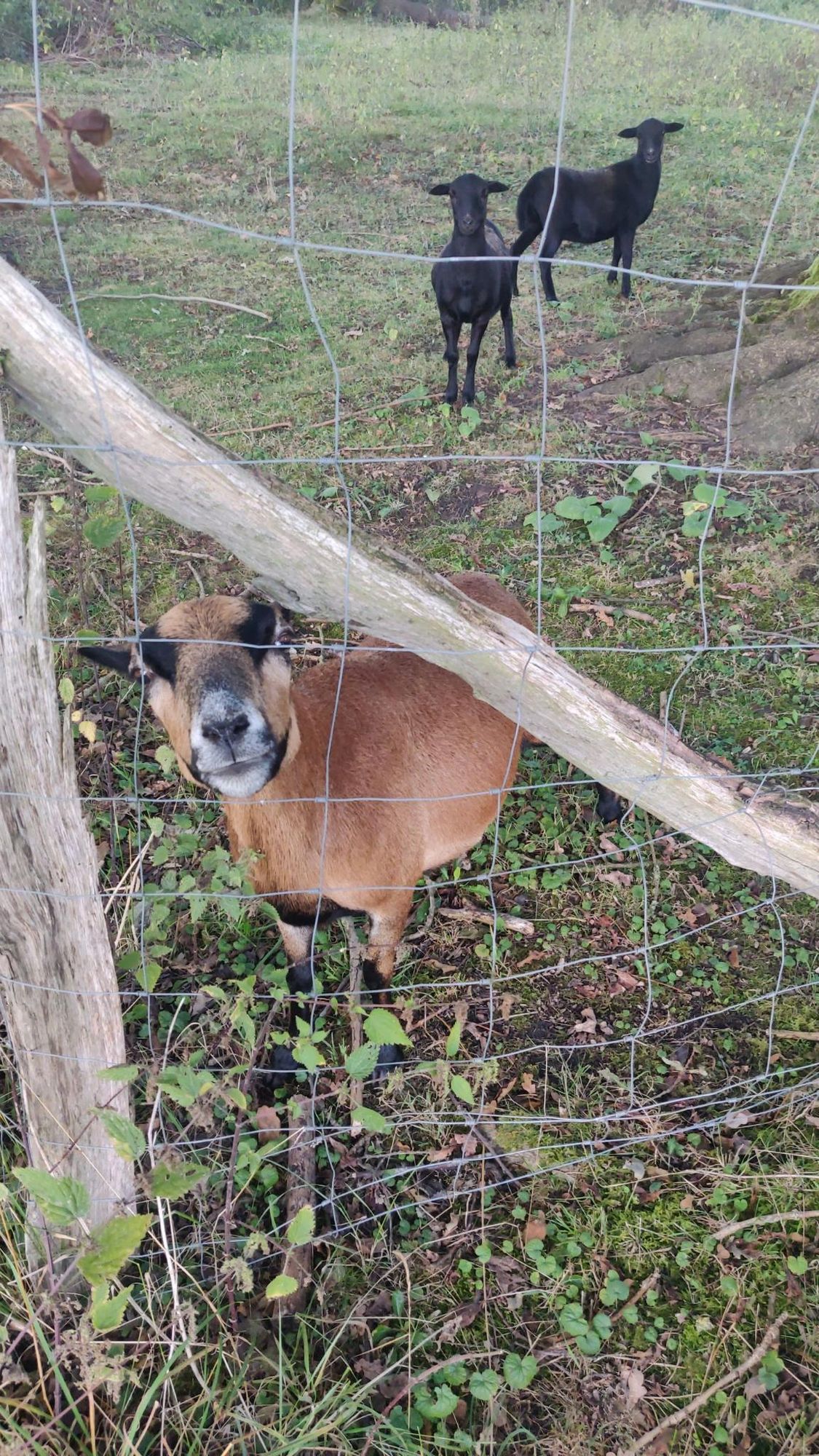 Ein braunes Kamerunschaf steht an einem Maschenzaun und steckt die Schnauze durch eine Lücke. Im Hintergrund zwei kleine schwarze Lämmer