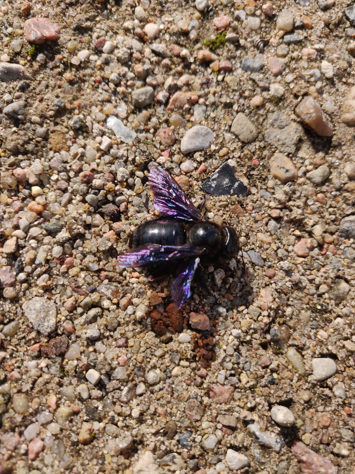 Auf einem Kiesweg sitzt eine große Holzbiene, der Körper ist schwarz glänzend und die Flügel schillern in verschiedenen blau und lila Tönen