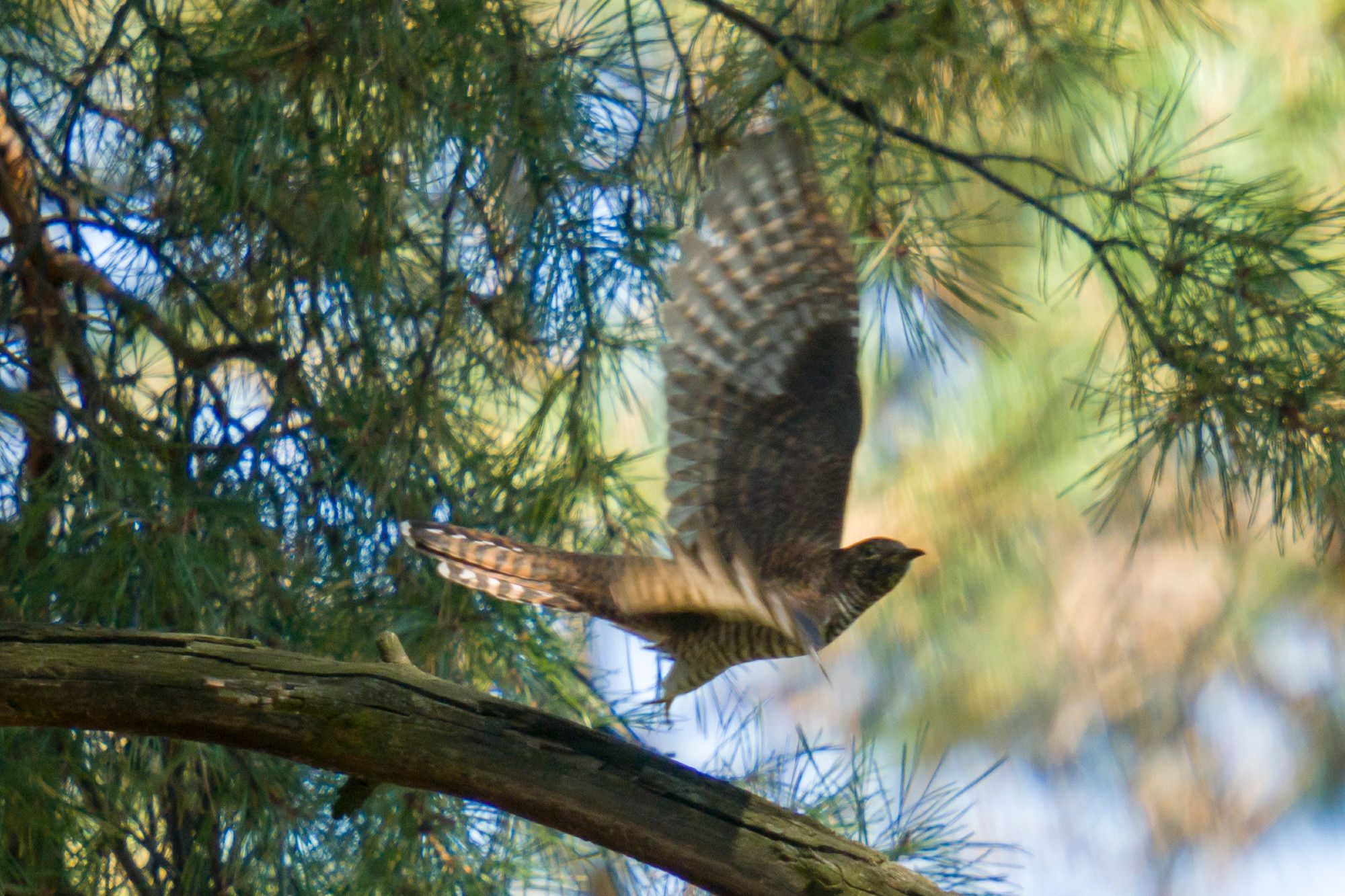 A common cookoo taking flight