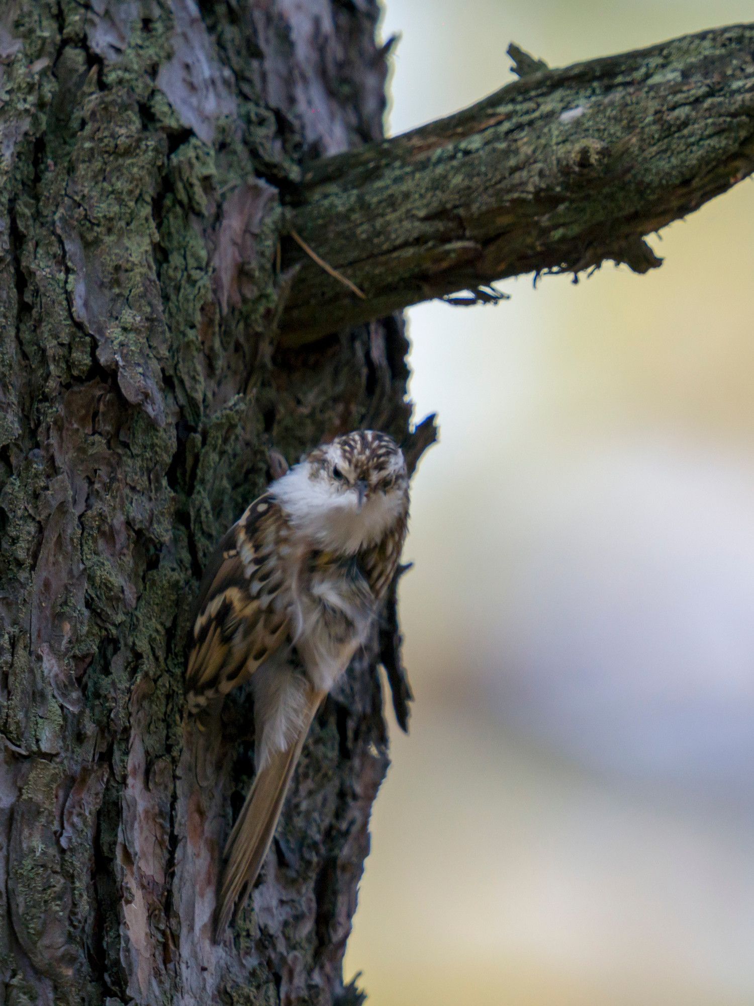 A treecreeper bird looking at the camera