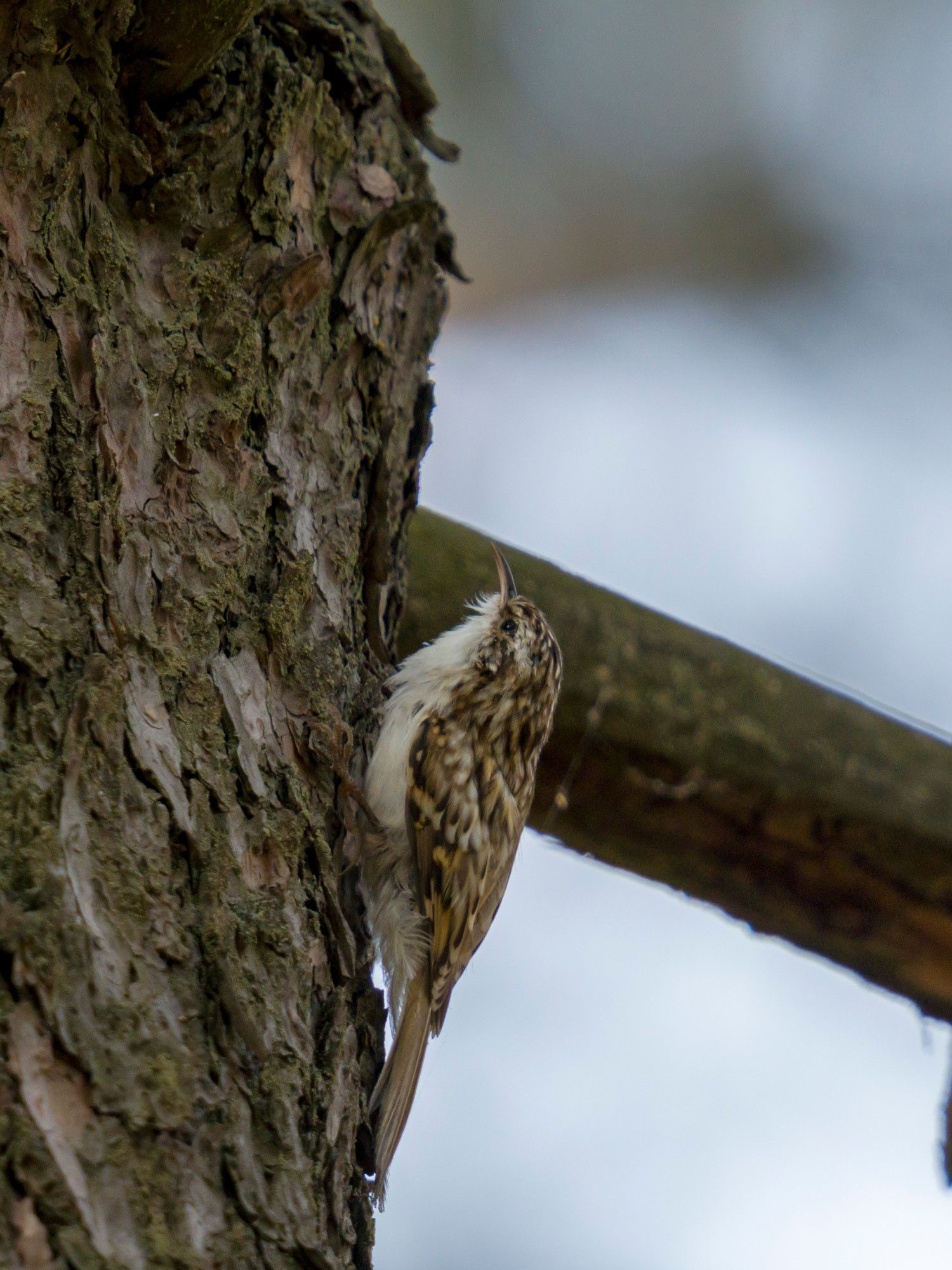 A treecreeper bird