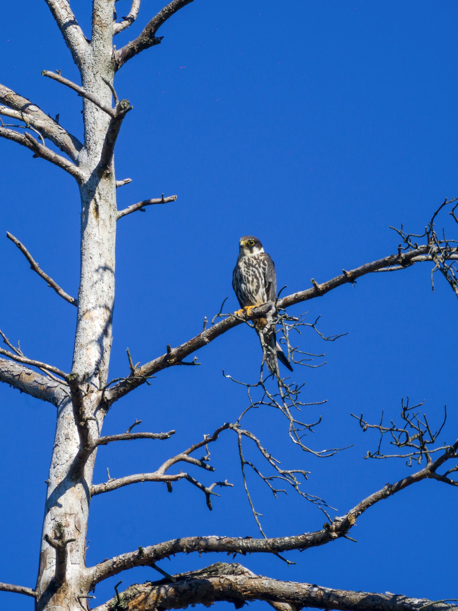 A Eurasian hobby perched on a dead tree