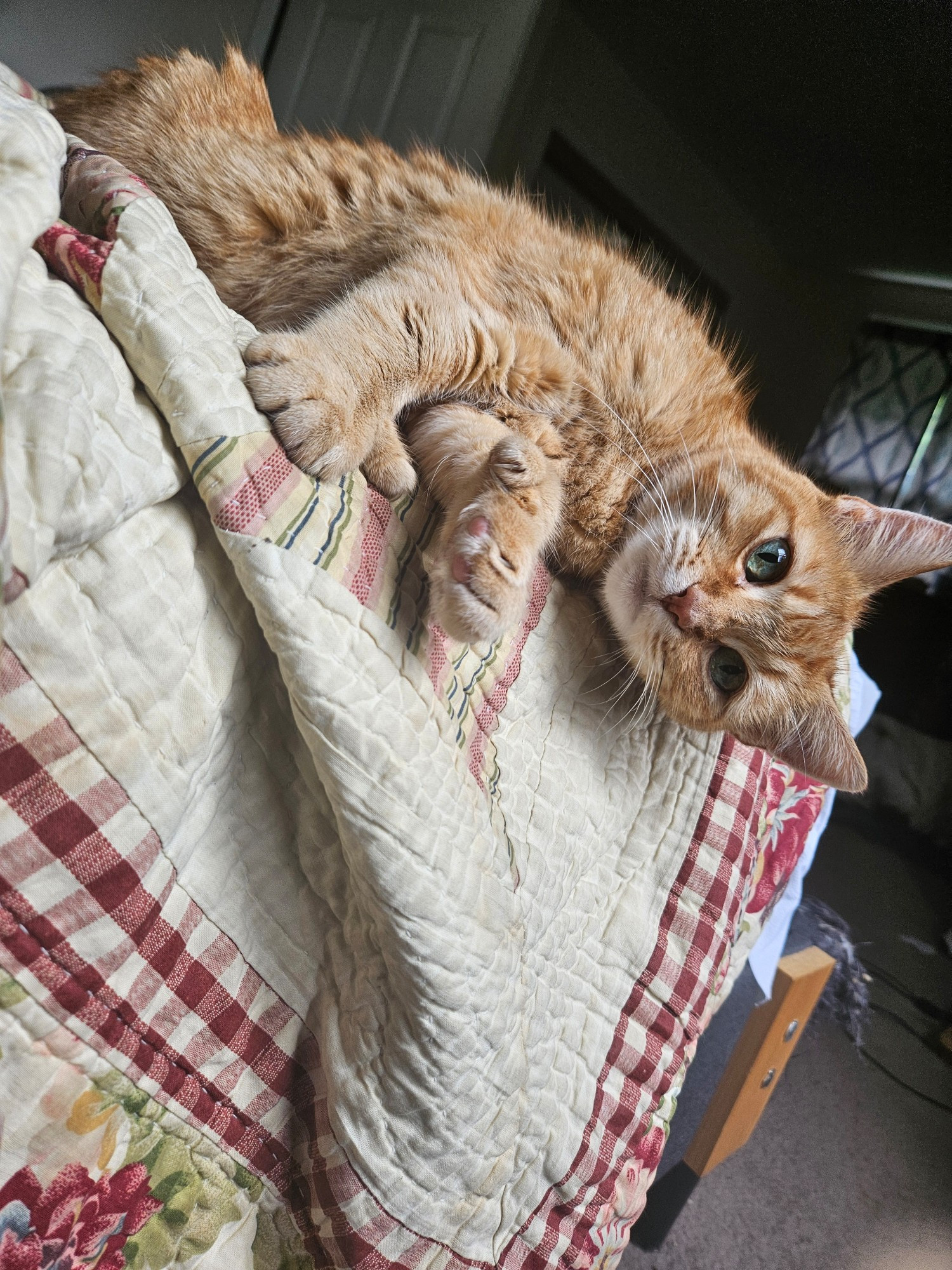 An orange cat laying on a bed looking directly at the camera 