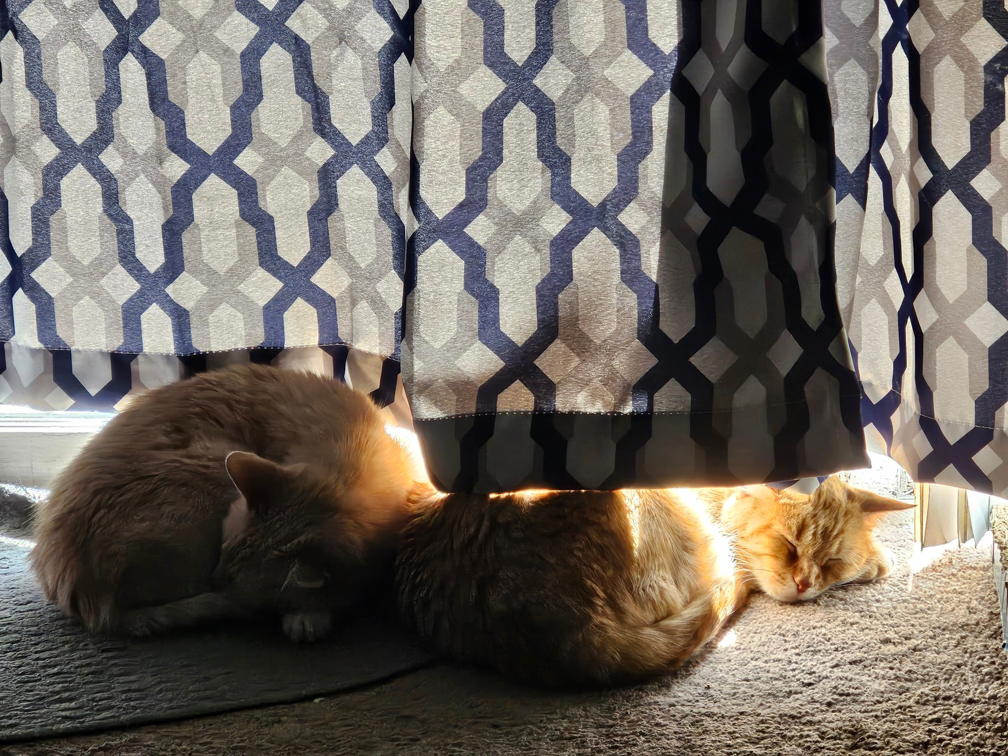 Two cats curled up together near a sunbeam under a curtain