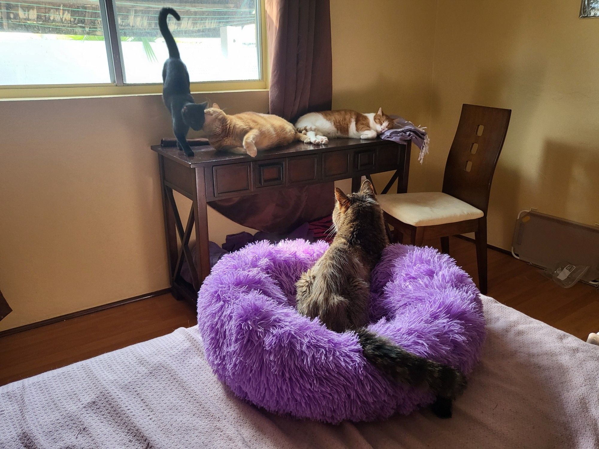 Kitten void Charles Meowley, orange chonk Steve, Creamsicle cat Jasper, and standard issue cat Elmo