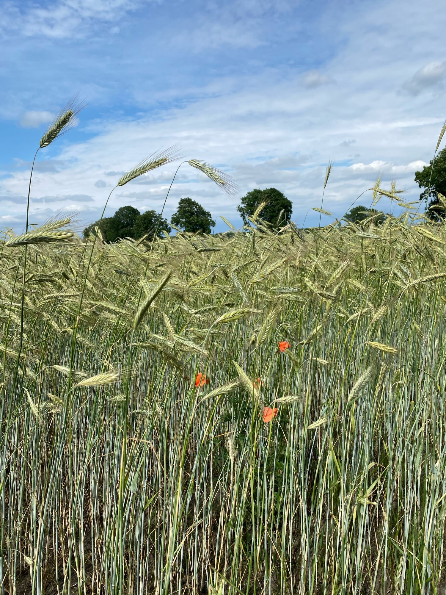 Weizenfeld, vereinzelte Mohnblumen, Himmel mit Wolken, einzelne Bäume im Hintergrund