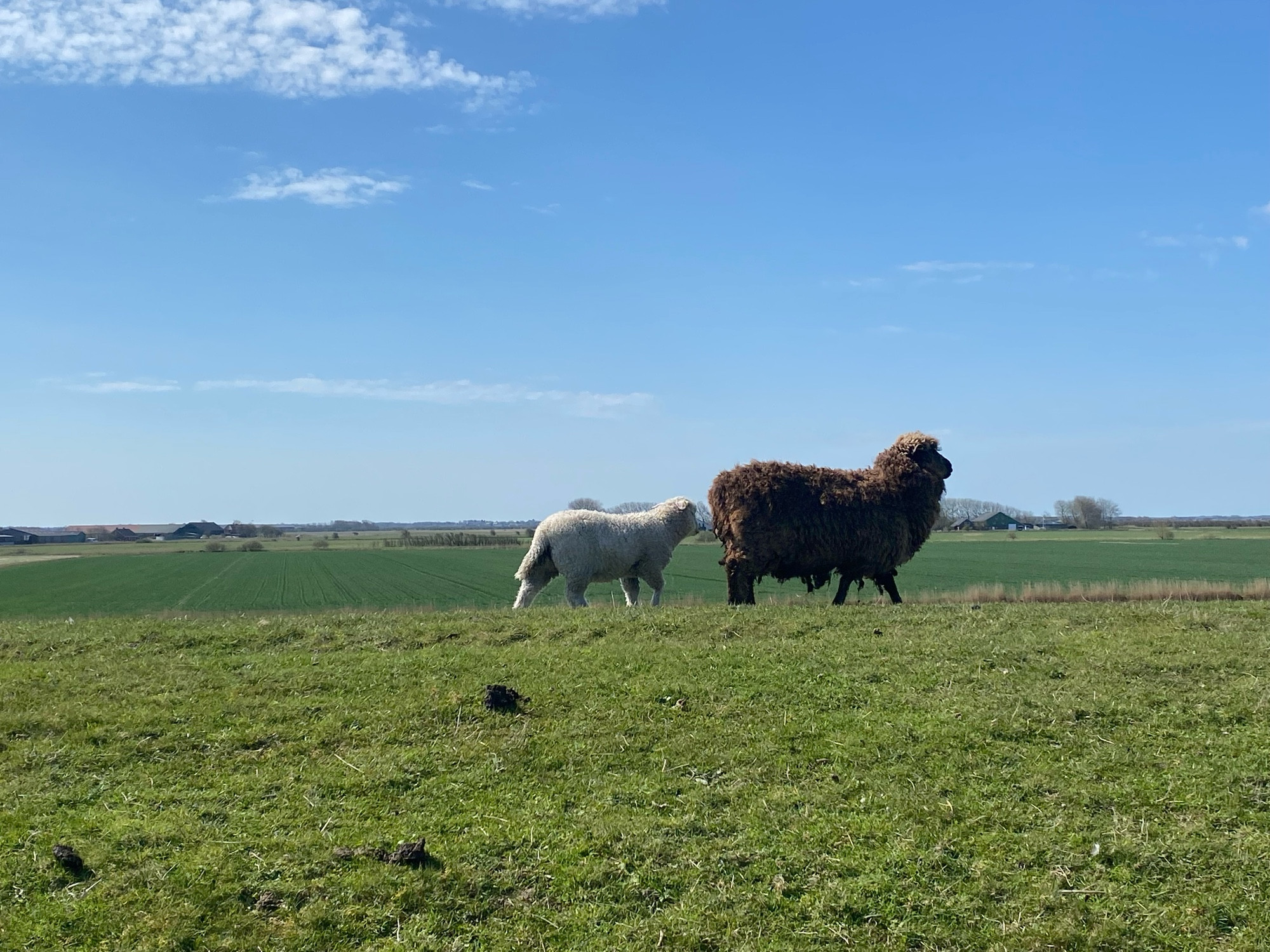 Dunkles großes Schaf, gefolgt von einem Lamm, auf einer großen Wiese und blauer Himmel