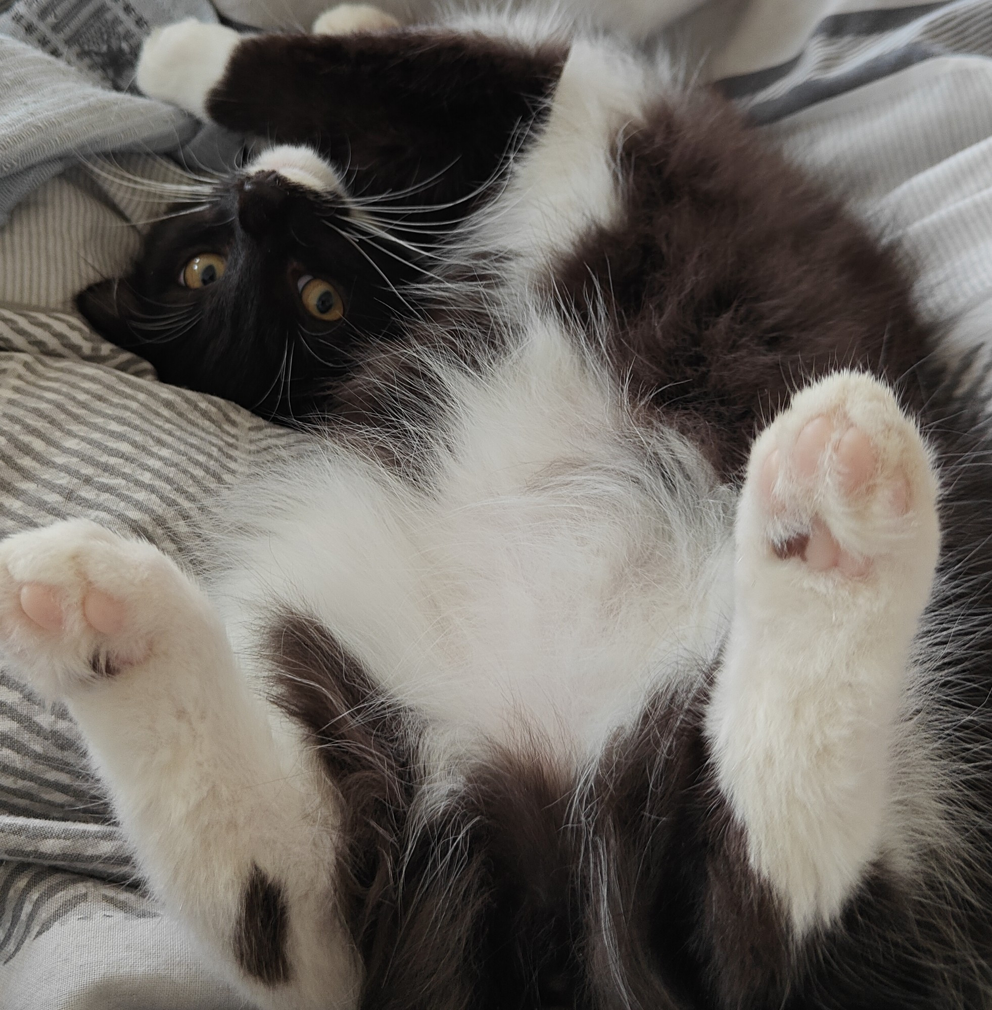 Black and white cat lying on blanket on her back, her head twisting around to look at the camera