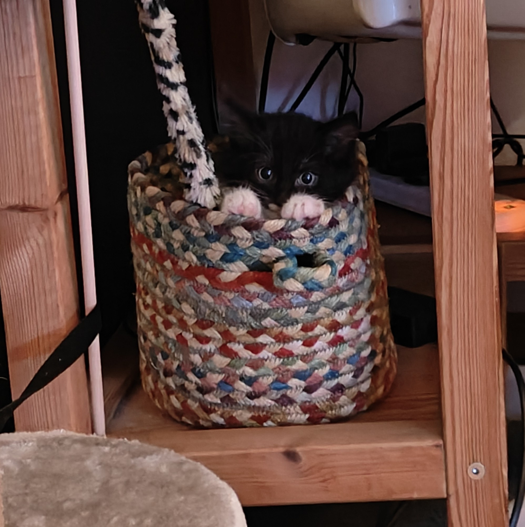 Small black and white kitten peeking out of a multicoloured basket