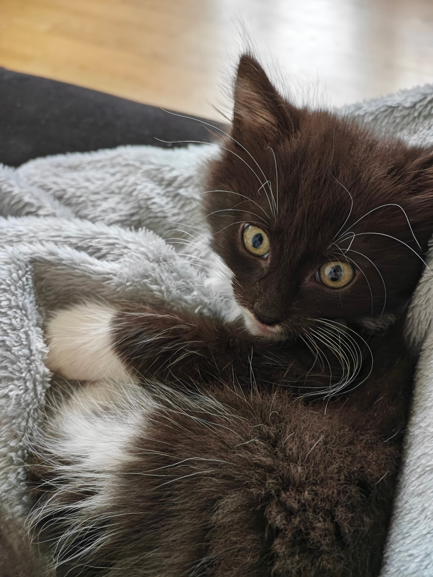 Small black and white kitten lying on a grey blanket looking at the camera