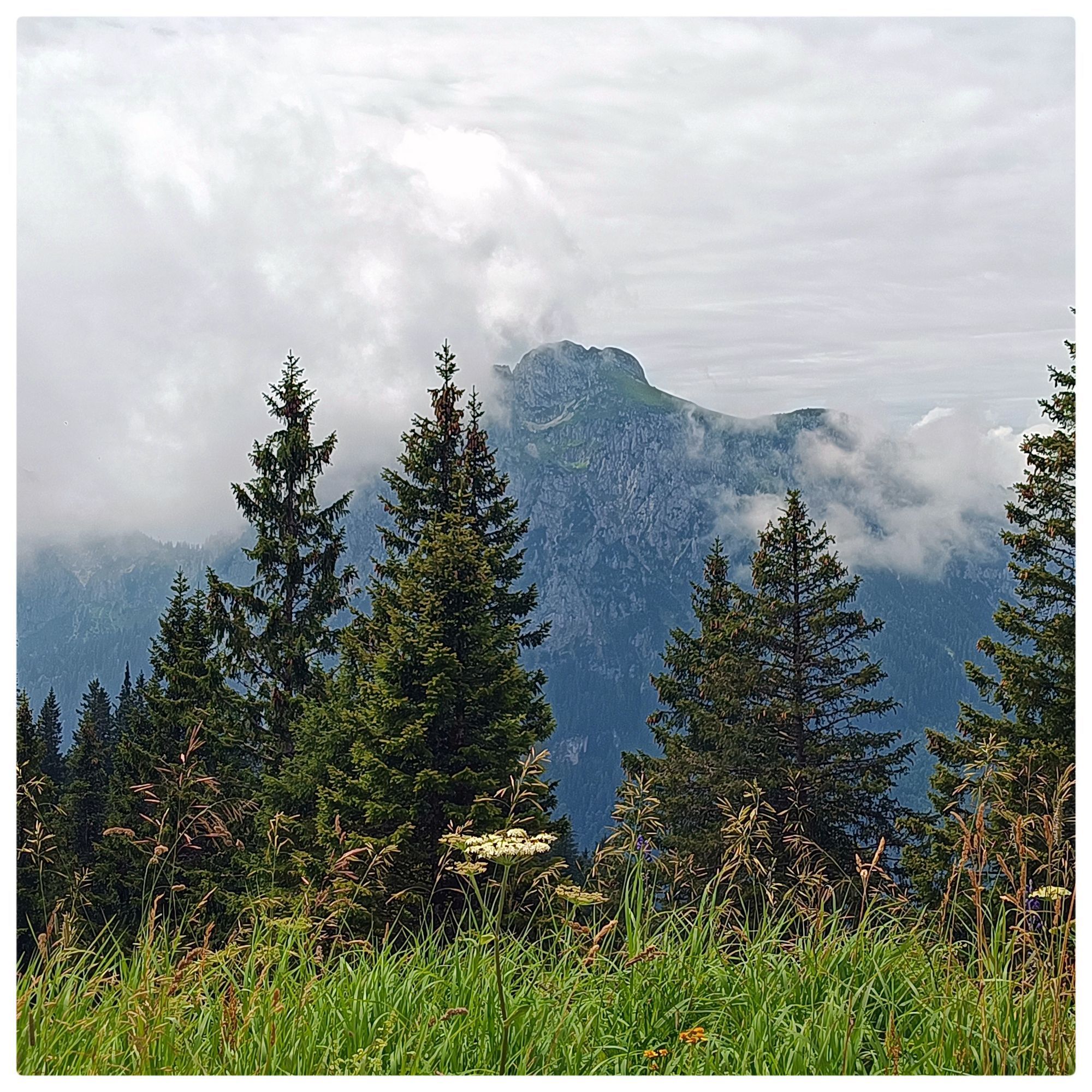 Bergwelt. Wolkenverhangen. Im Vordergrund einige Tannenbäume