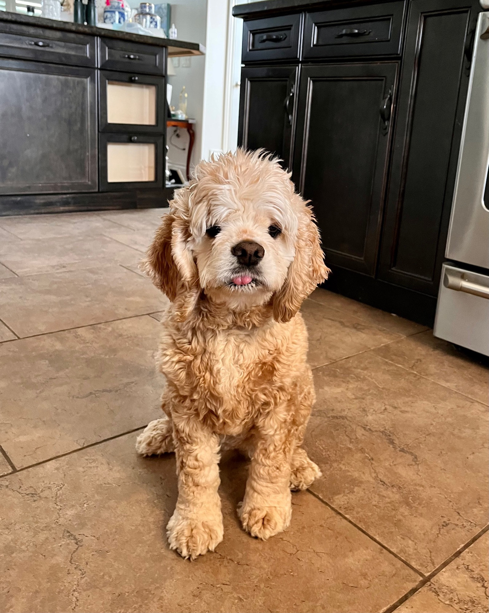 cocker spaniel blep