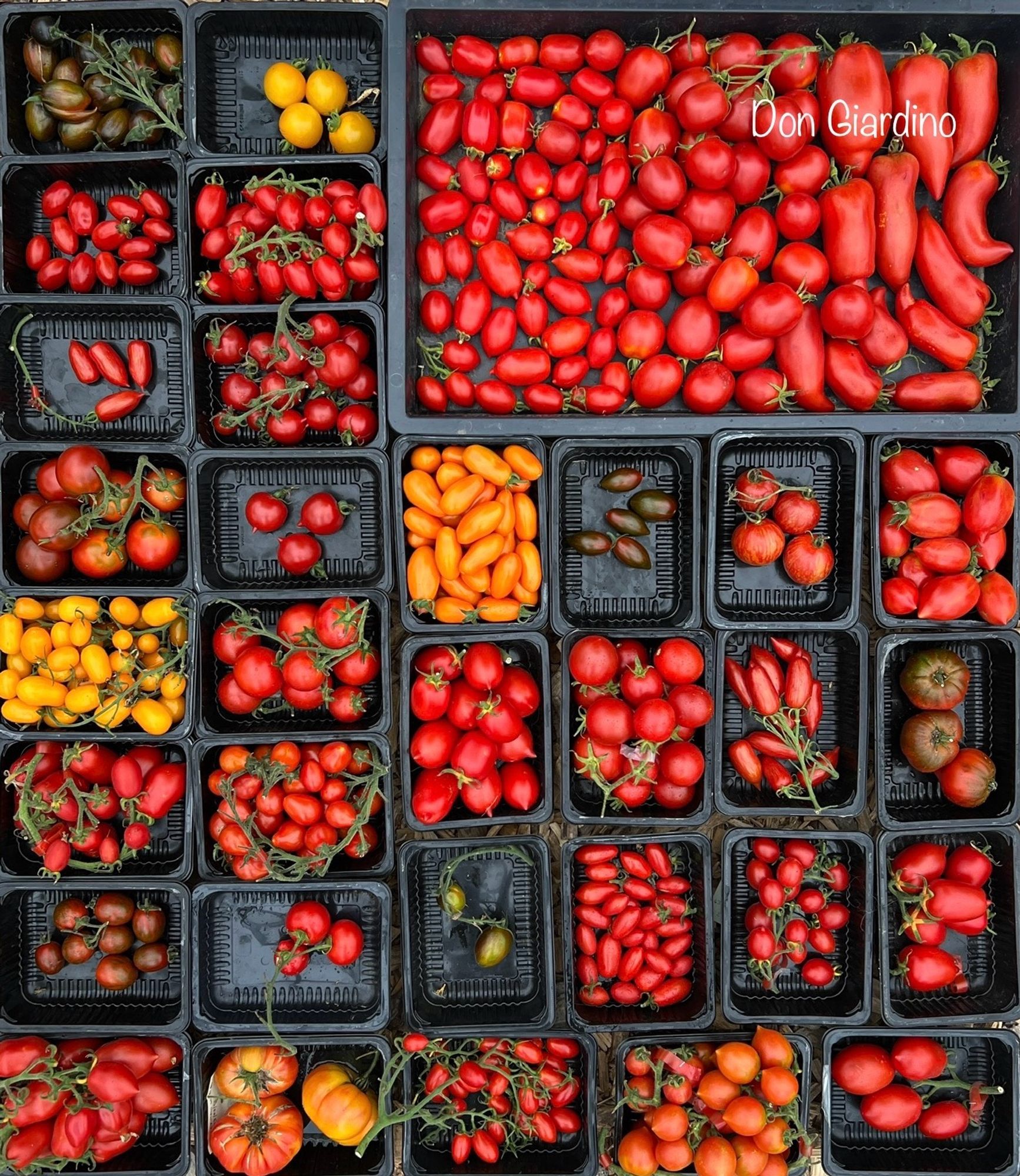 Tomatenvielfalt aus dem Hause Don Giardino