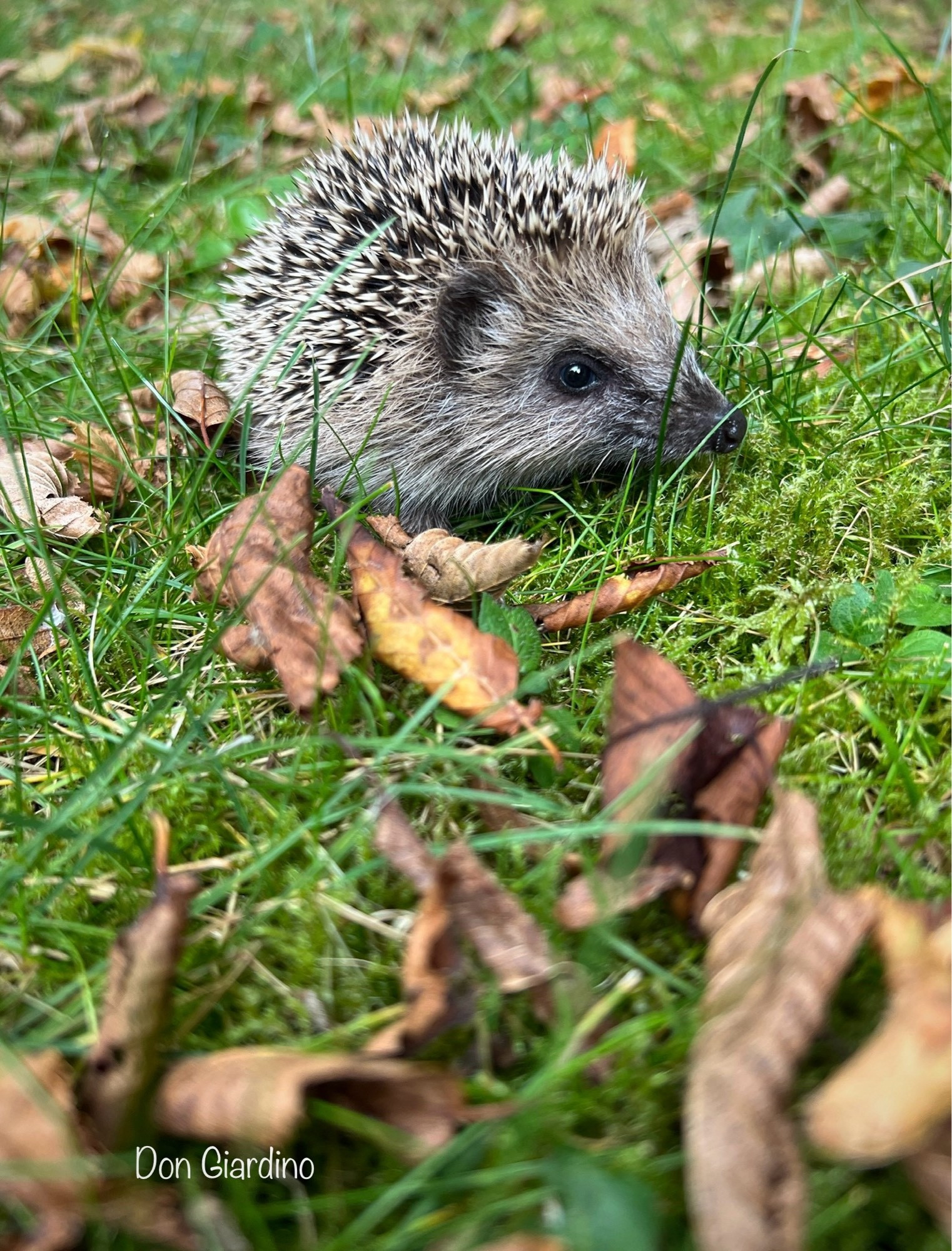 Igel Jungtier in meiner Permakultur 😍