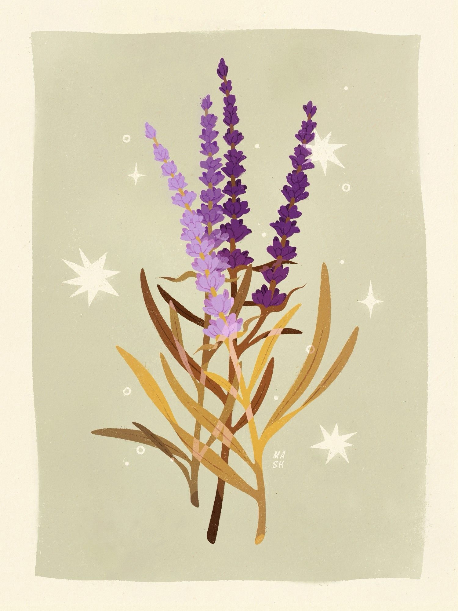 Illustration of English Lavender