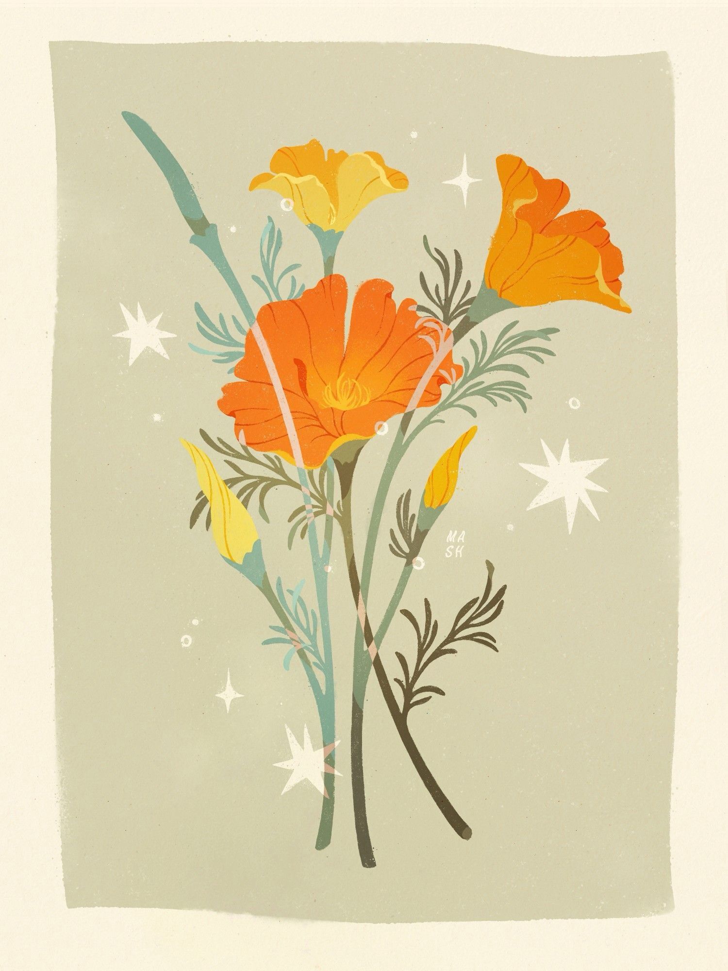 Illustration of California Poppies