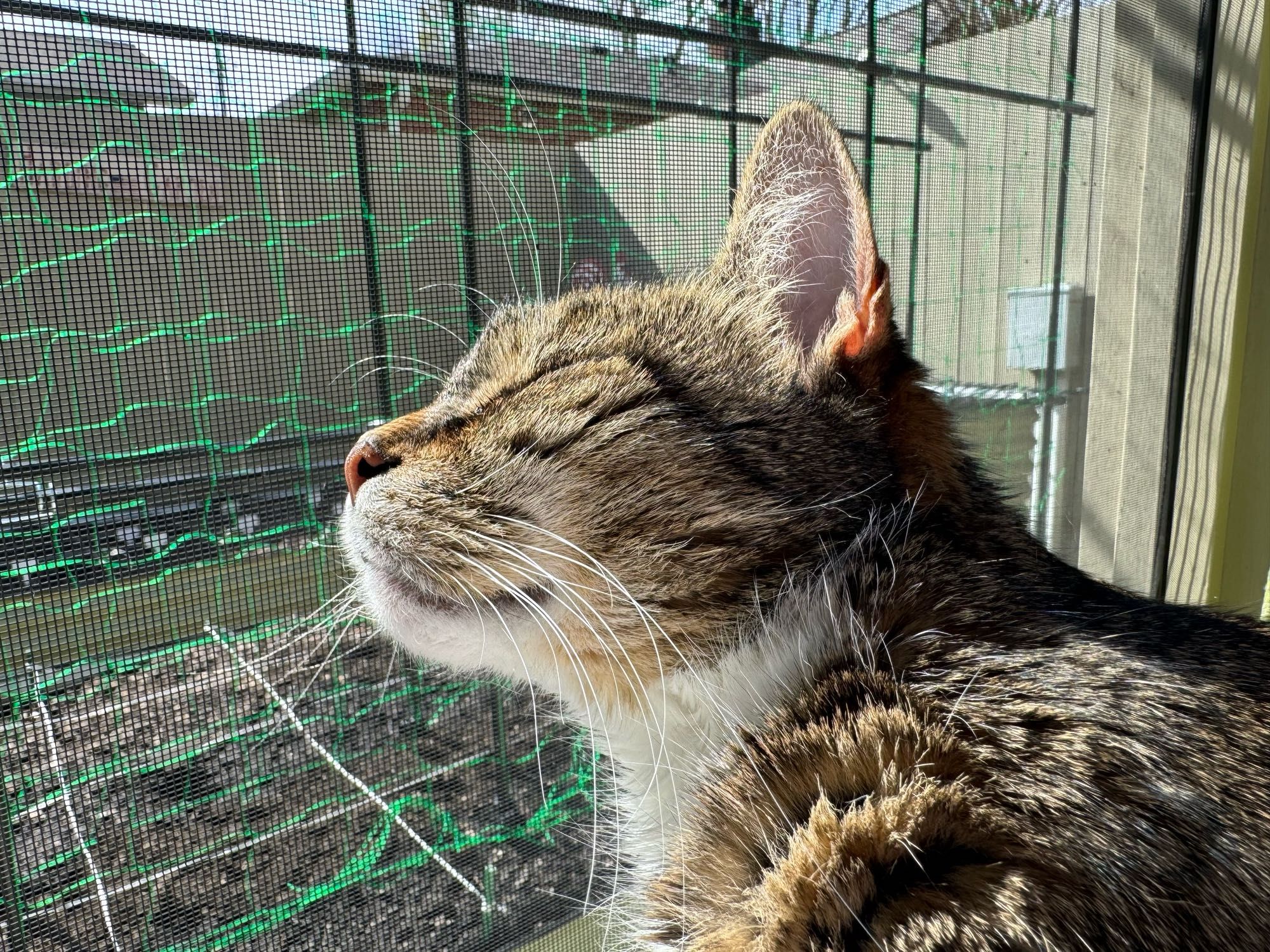 Cat with his eyes closed, smiling in the sun light.