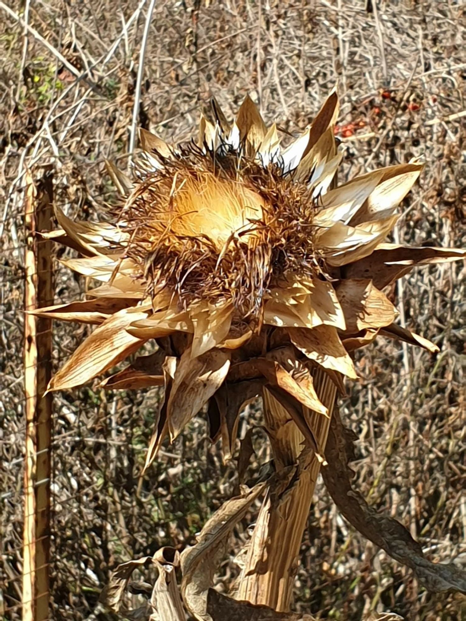 Verdrocknete Distel im Herbst