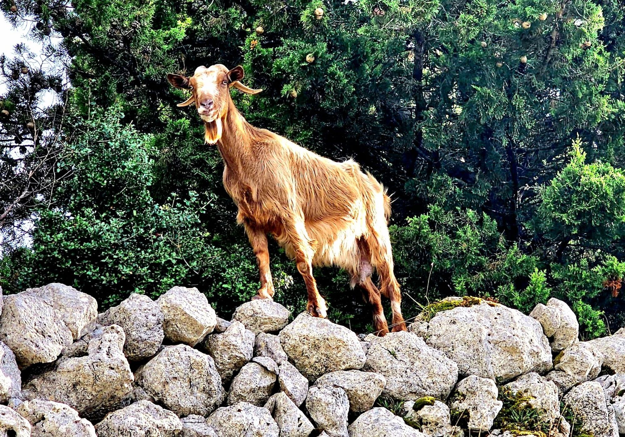 Ziege auf einem Steinhügel