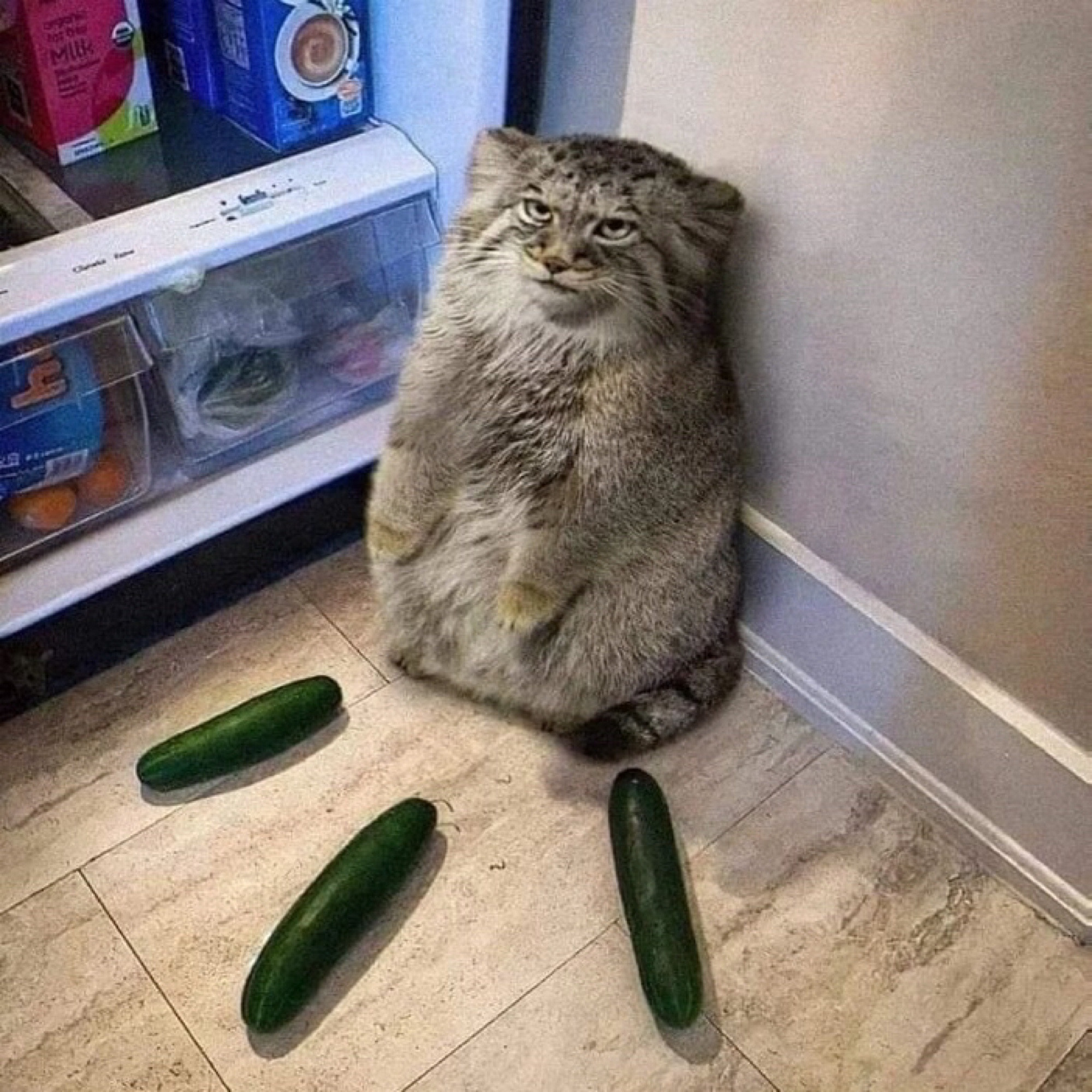 A manul cat beside an open refrigerator looking with disdain at the photographer as they are cornered by three cucumbers 