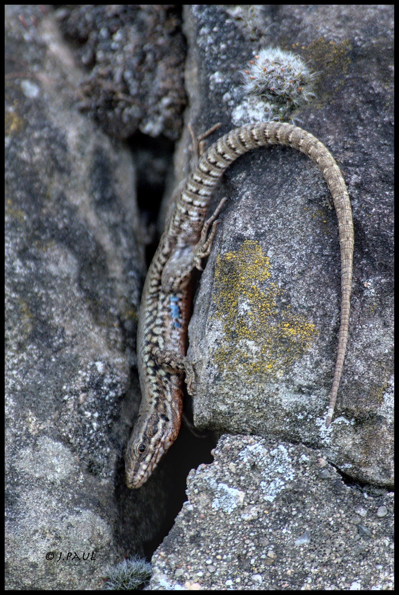 lizard in crack